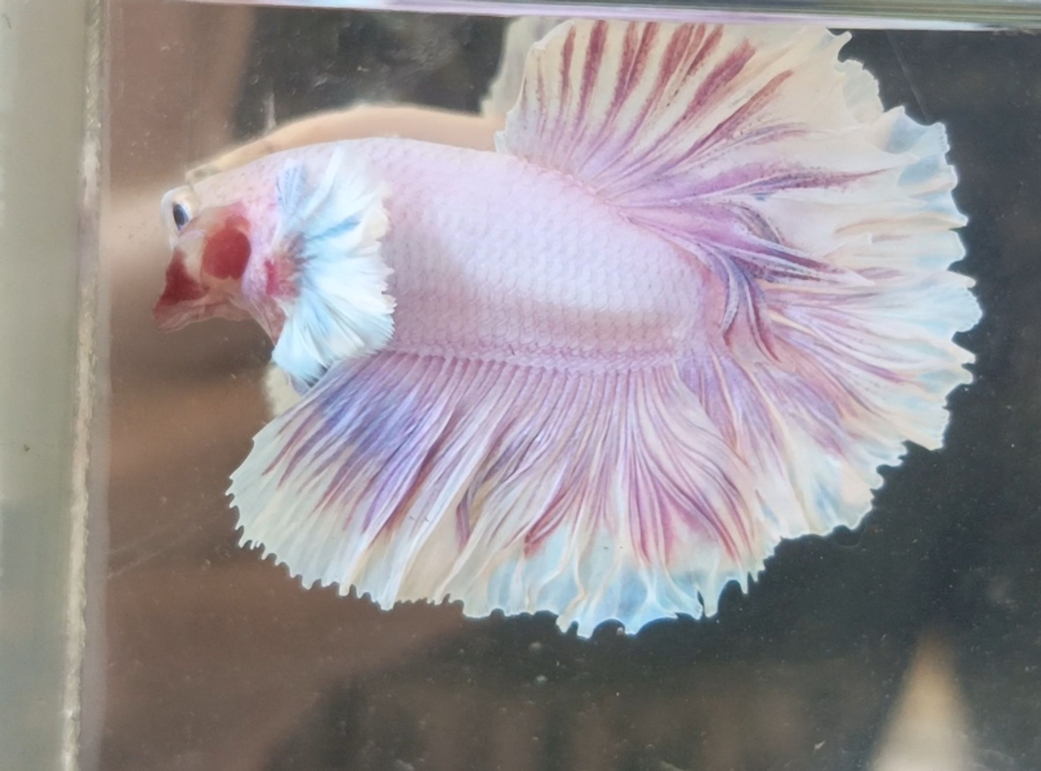Halfmoon Dumbo ear Feathertail