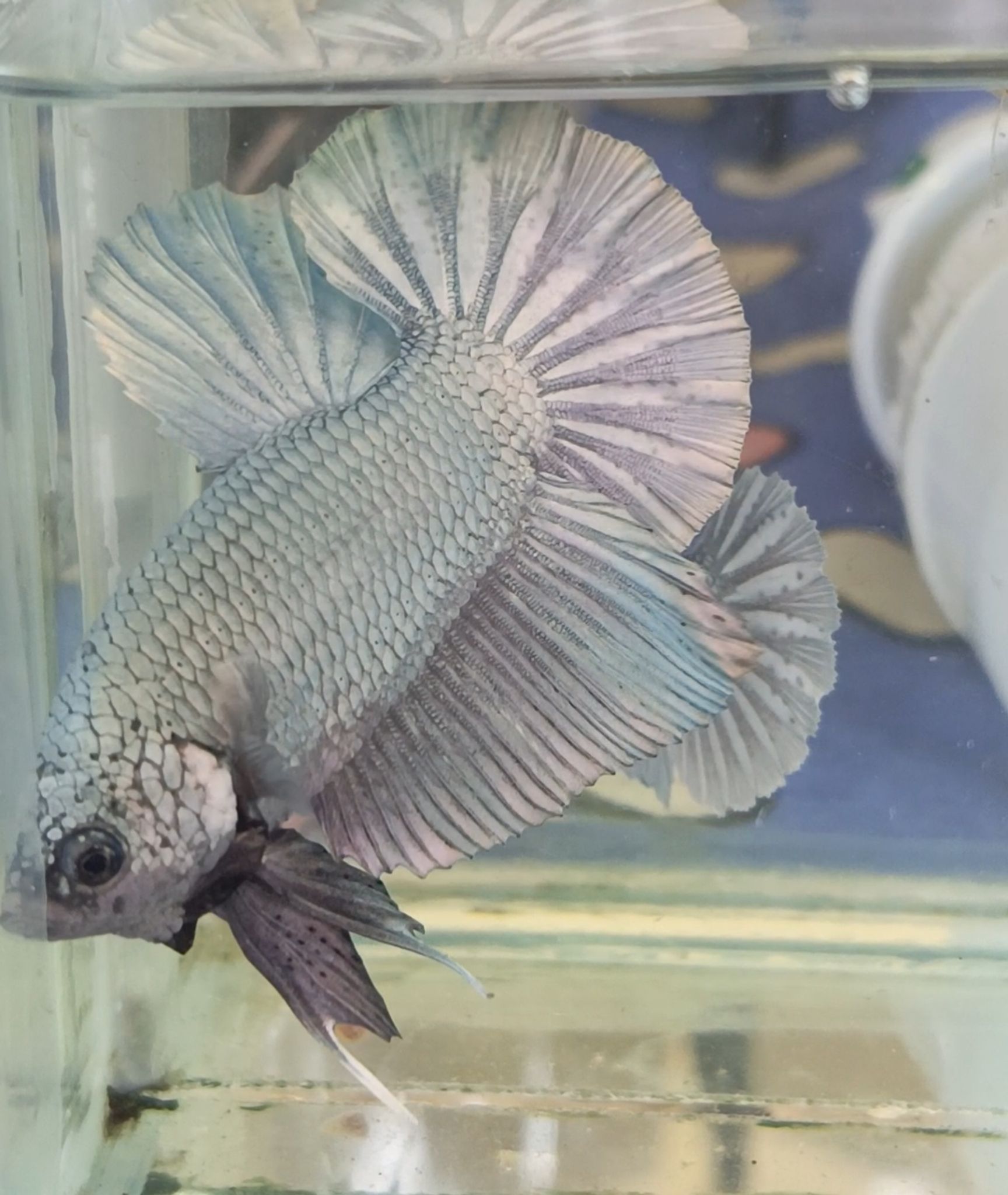 One pair GIANT BETTA COPPER