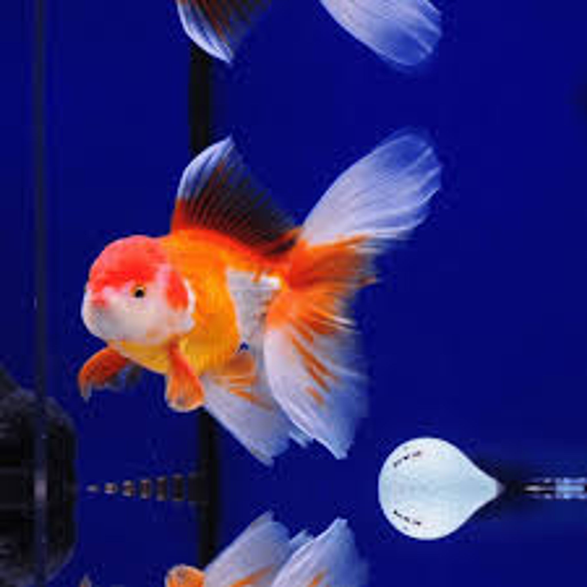 Red or Red White Oranda Goldfish