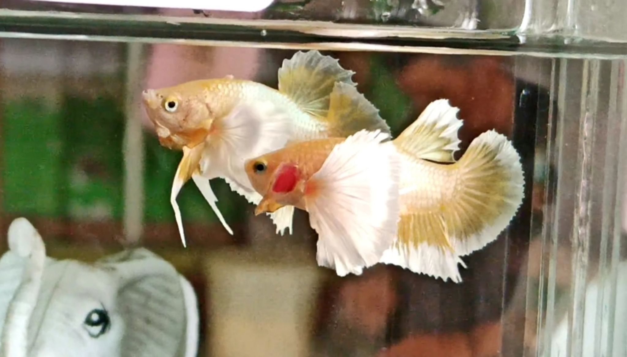 Plakat Dumbo Gold