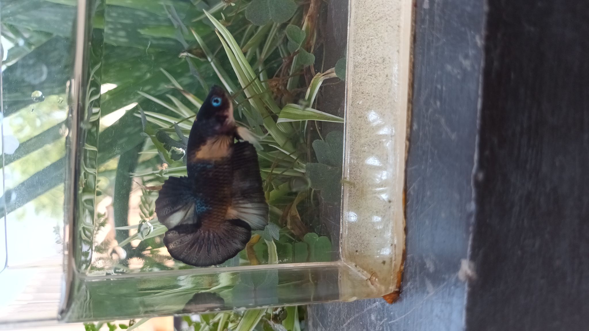 betta hmpk black nemo