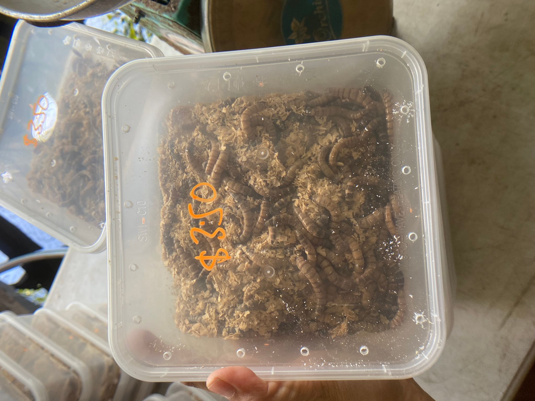 Super worms Superworm worms live feeders