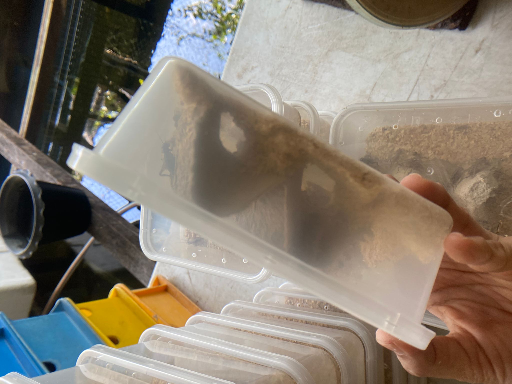 Crickets live feeders