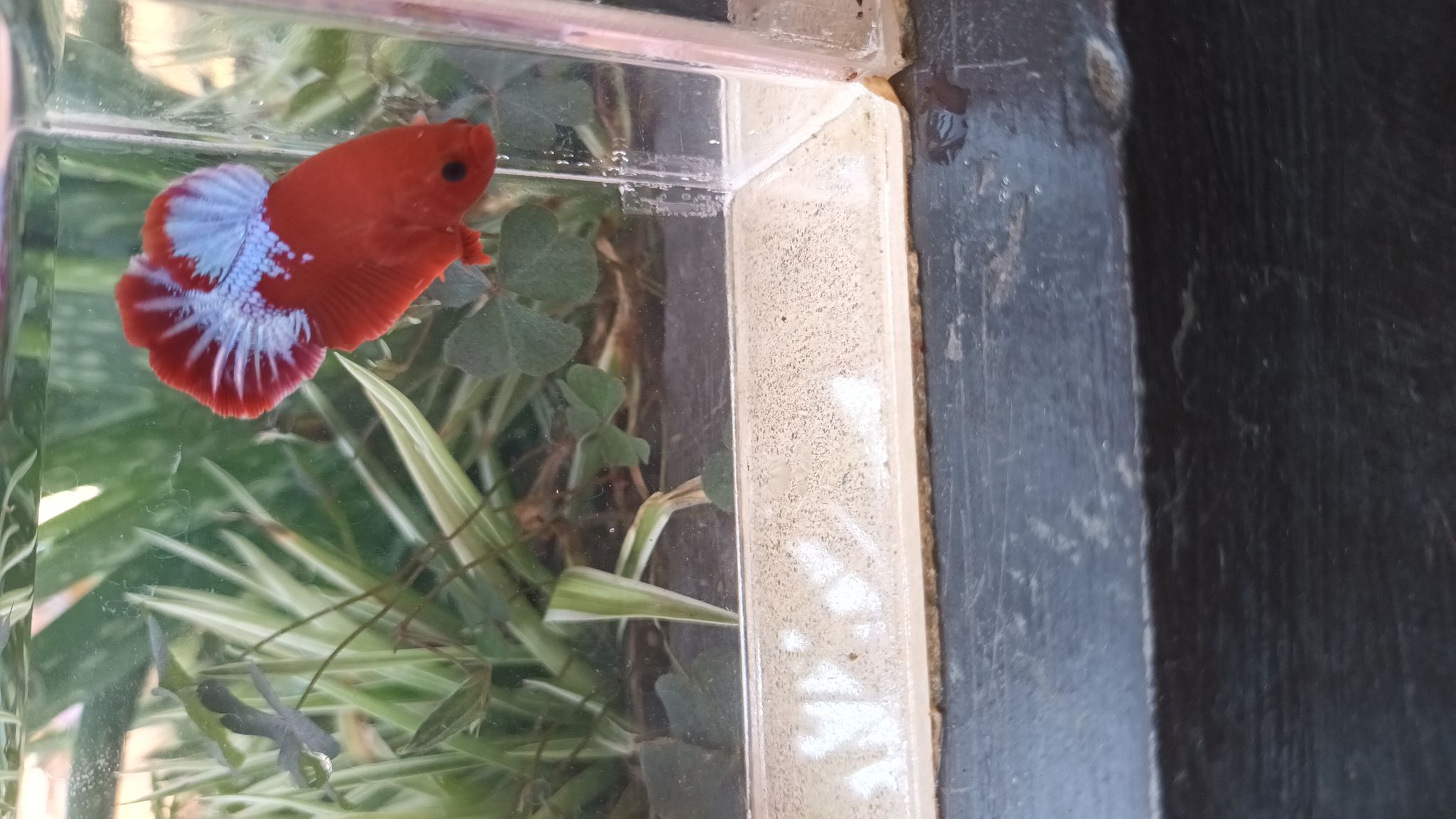 Betta plakat Hellboy