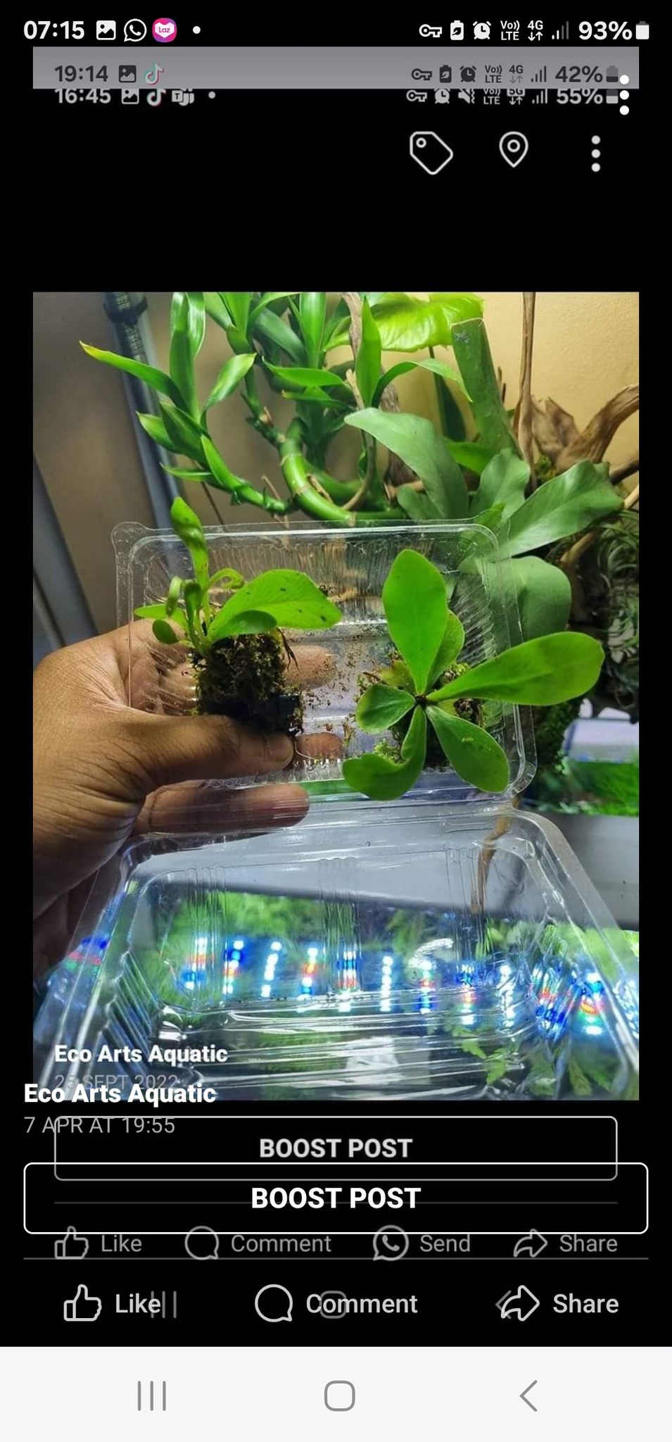 mini birdnest fern 2pcs