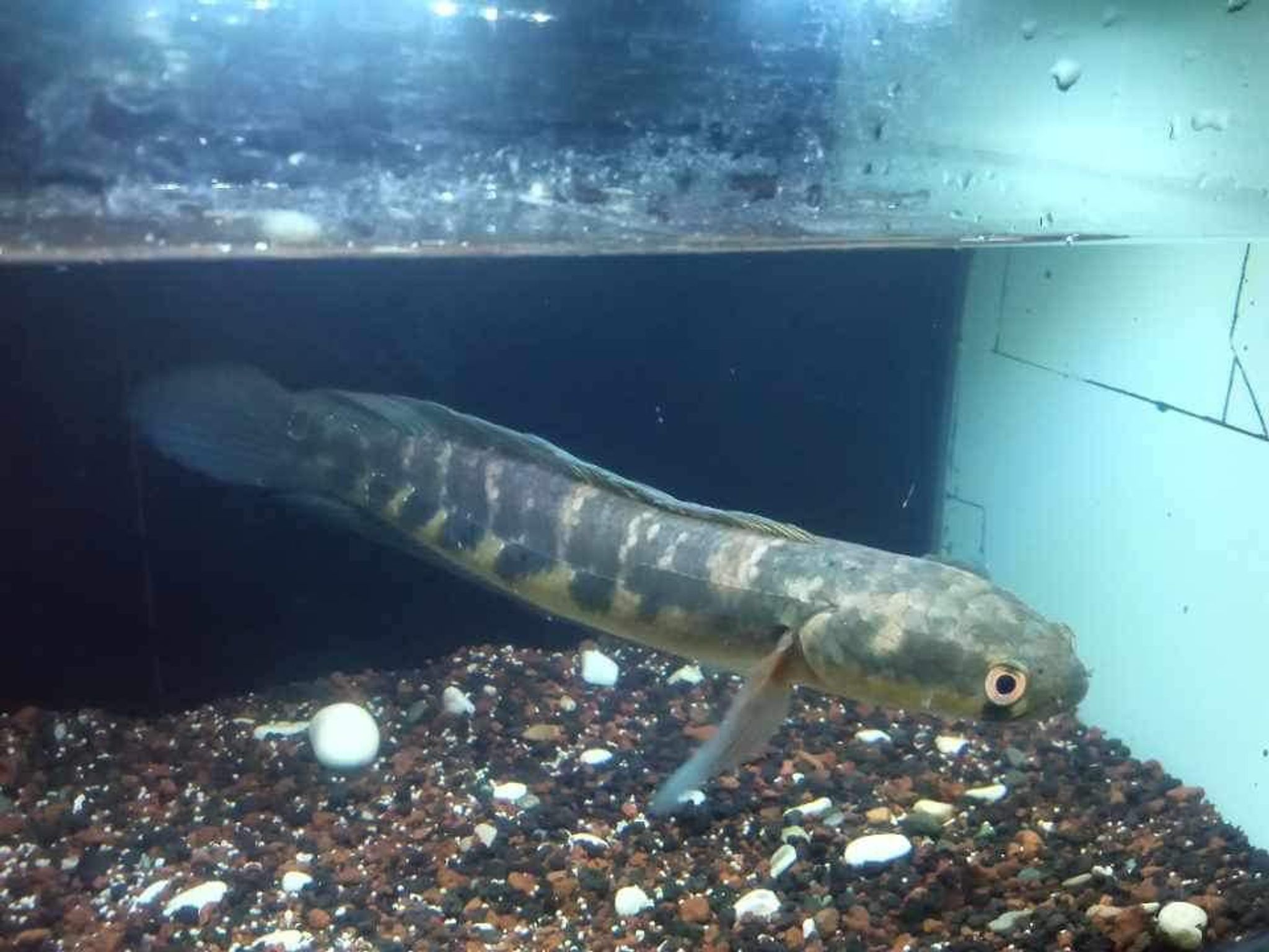 Channa Maru Yellow Sentarum