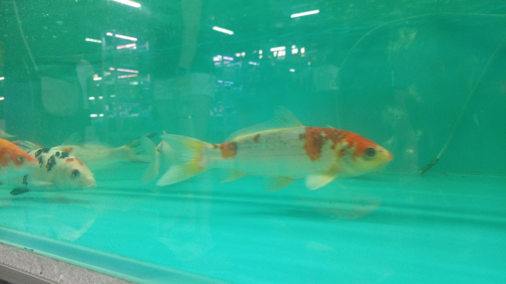 Assorted Koi