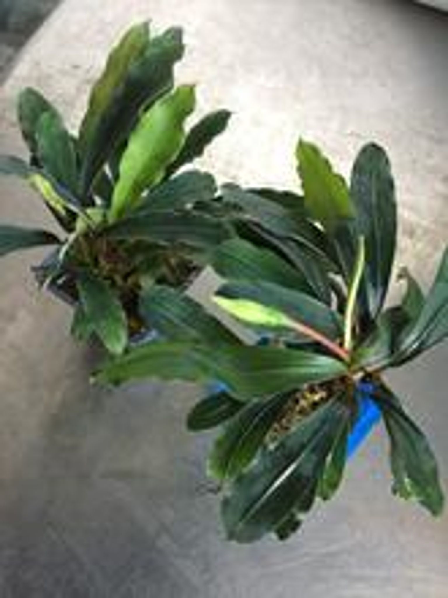 Bucephalandra Species (Wavy Green)