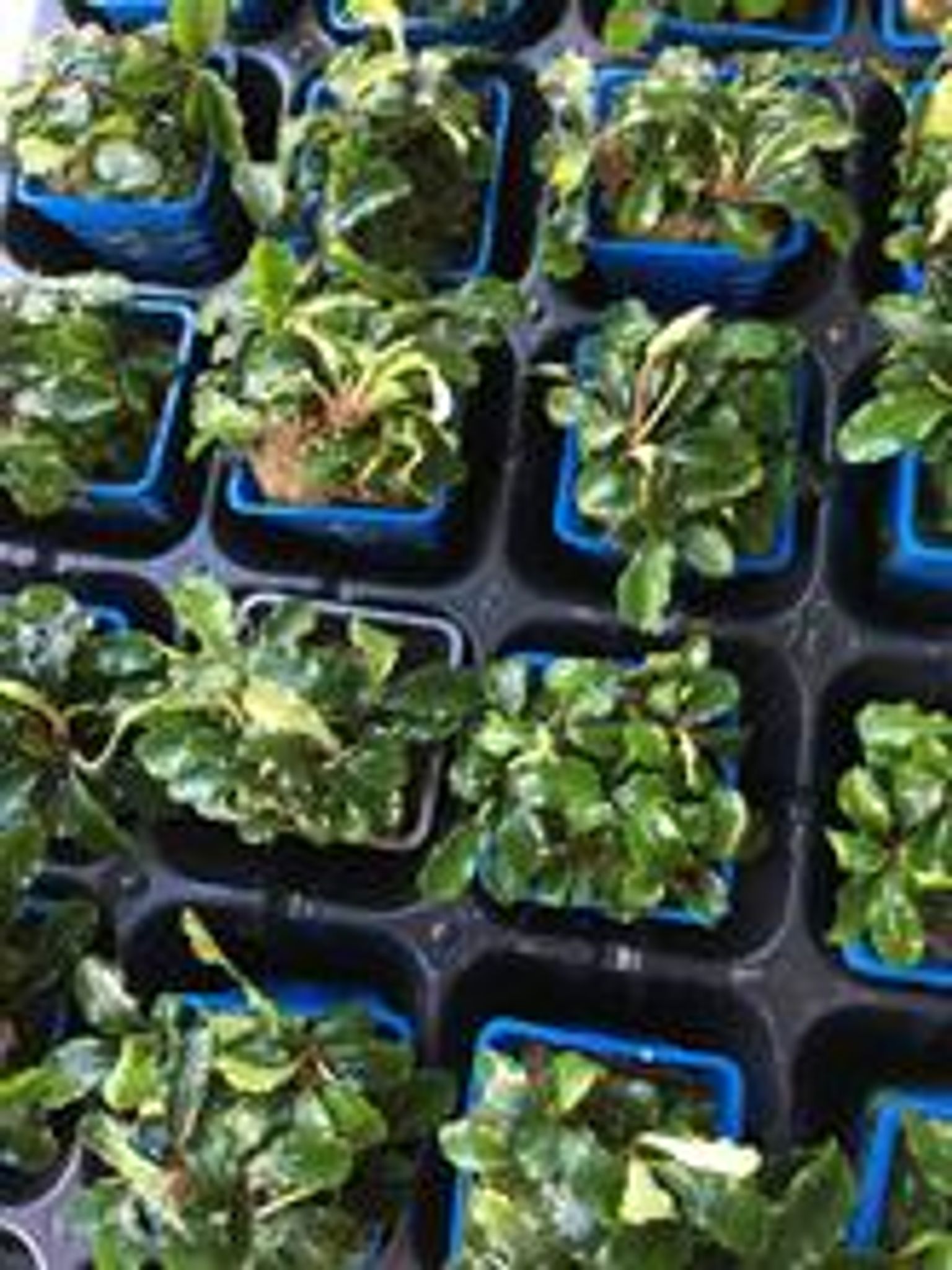 Bucephalandra Species (Wavy Green)