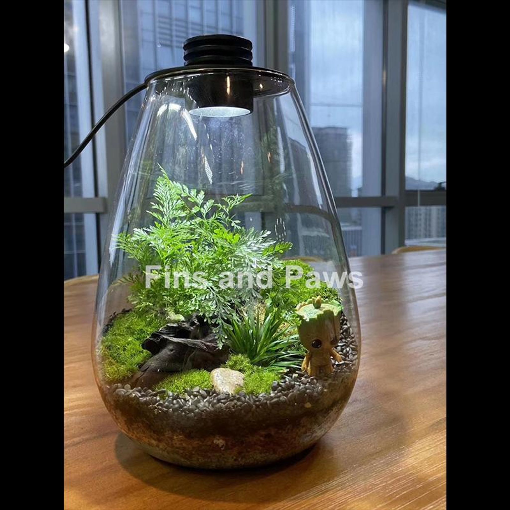 [Terra] Terrarium complete with LED Light