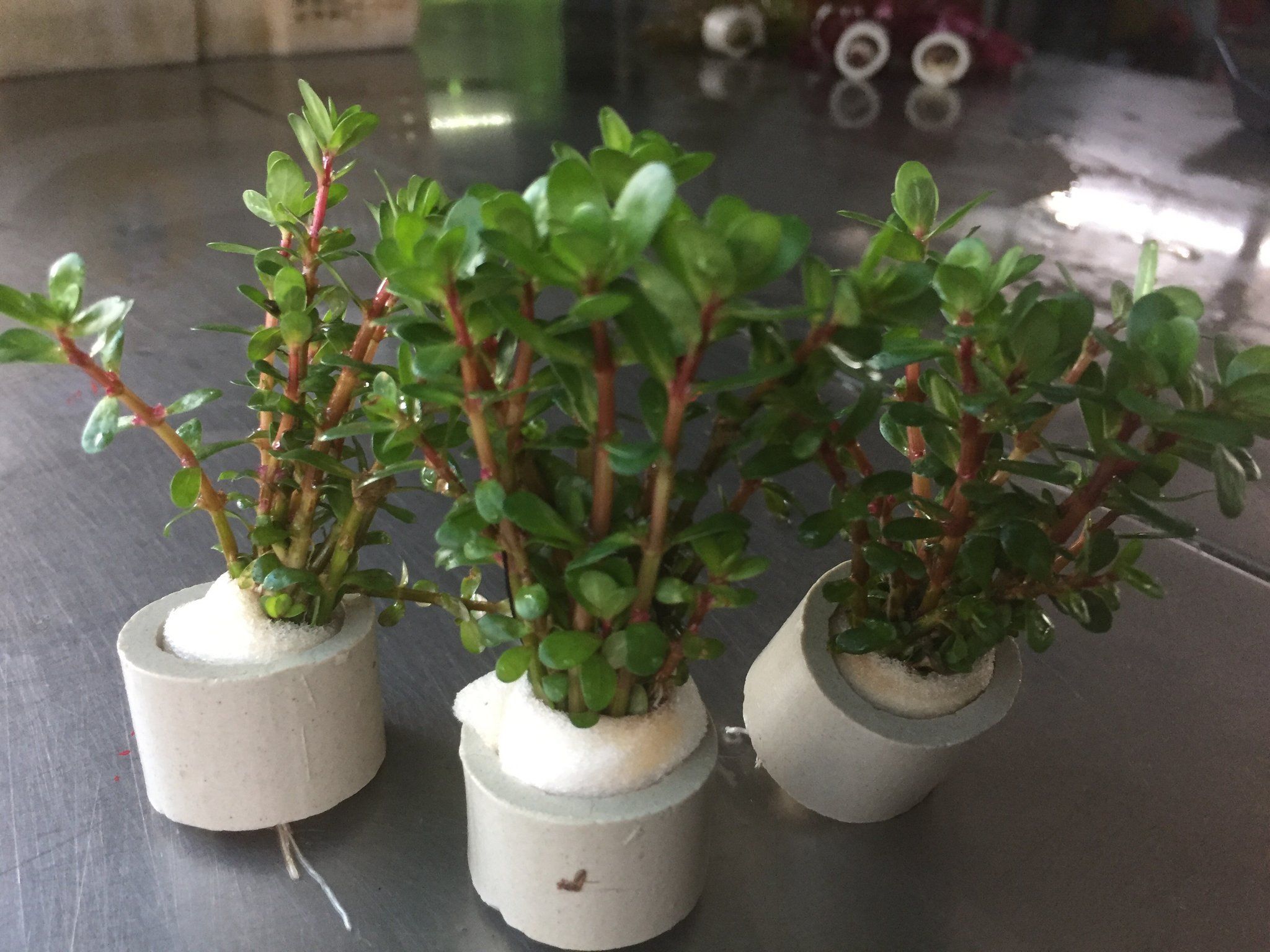 Rotala Sp. Bonsai