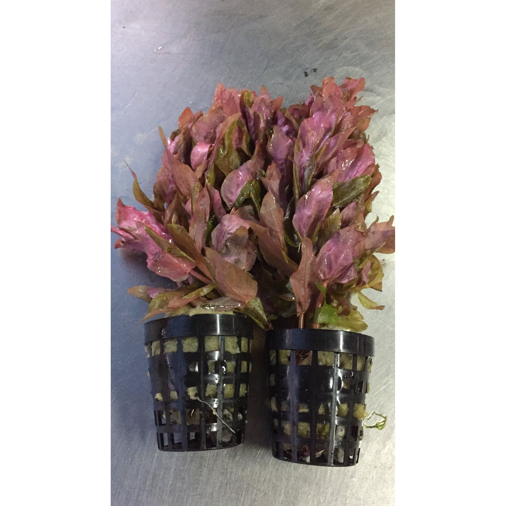 Rotala Macrandra