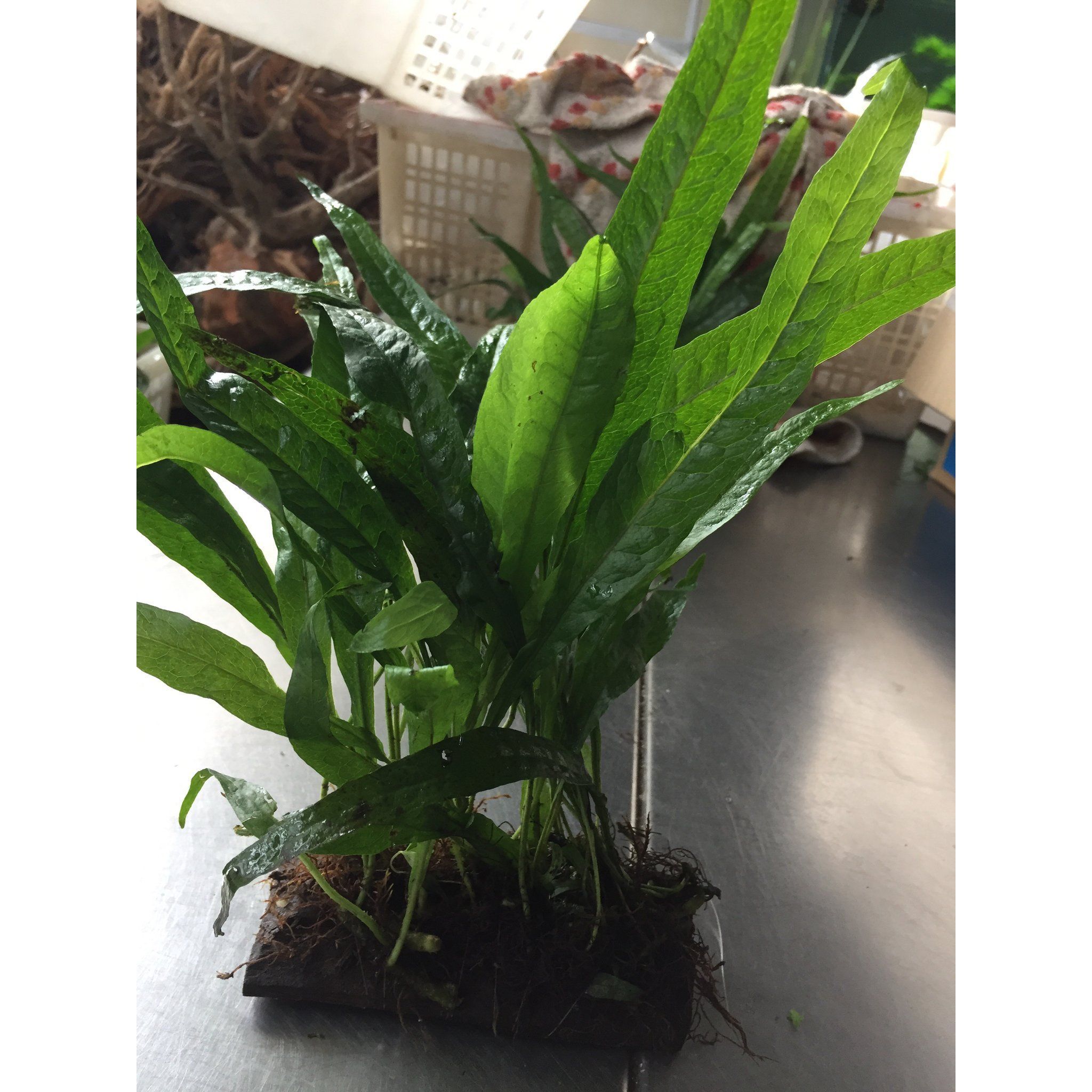 Microsorium pteropus (Java Fern)