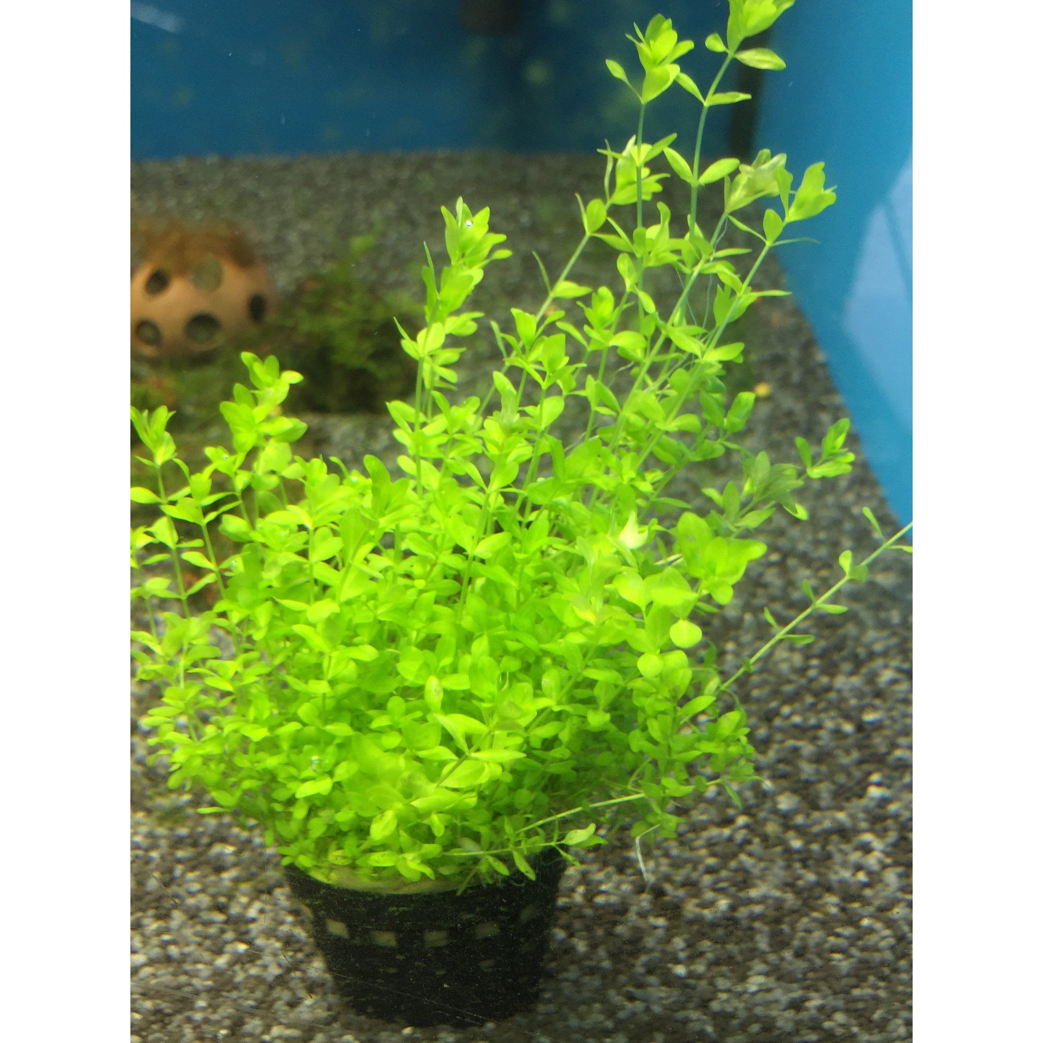 Micranthemum Micranthemoides (Pearl Weed)
