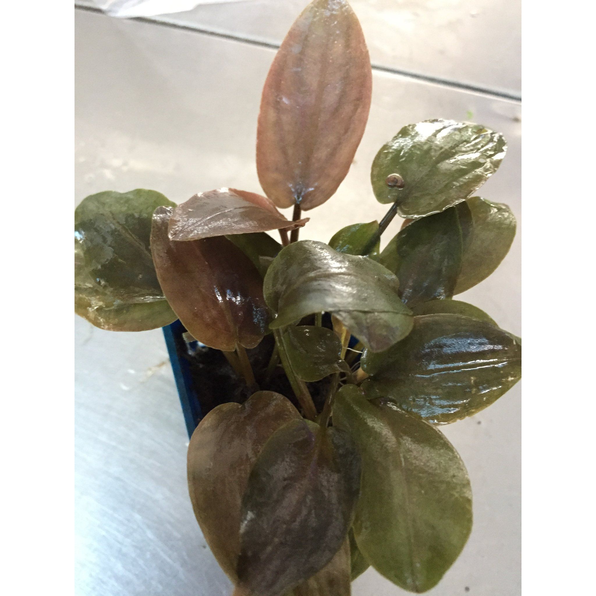 Lagenandra Meeboldii Red