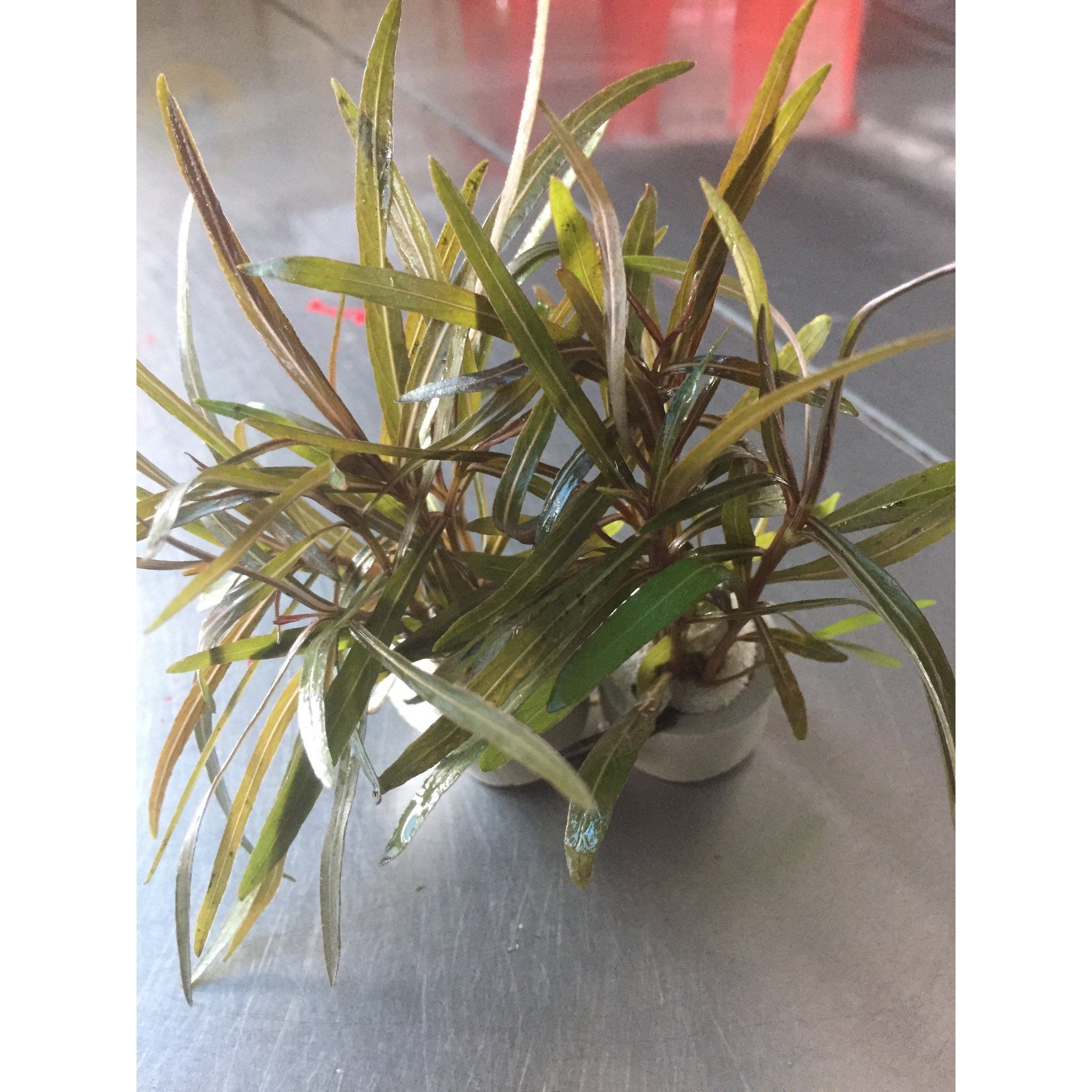 Hygrophila Sp. Araguaia