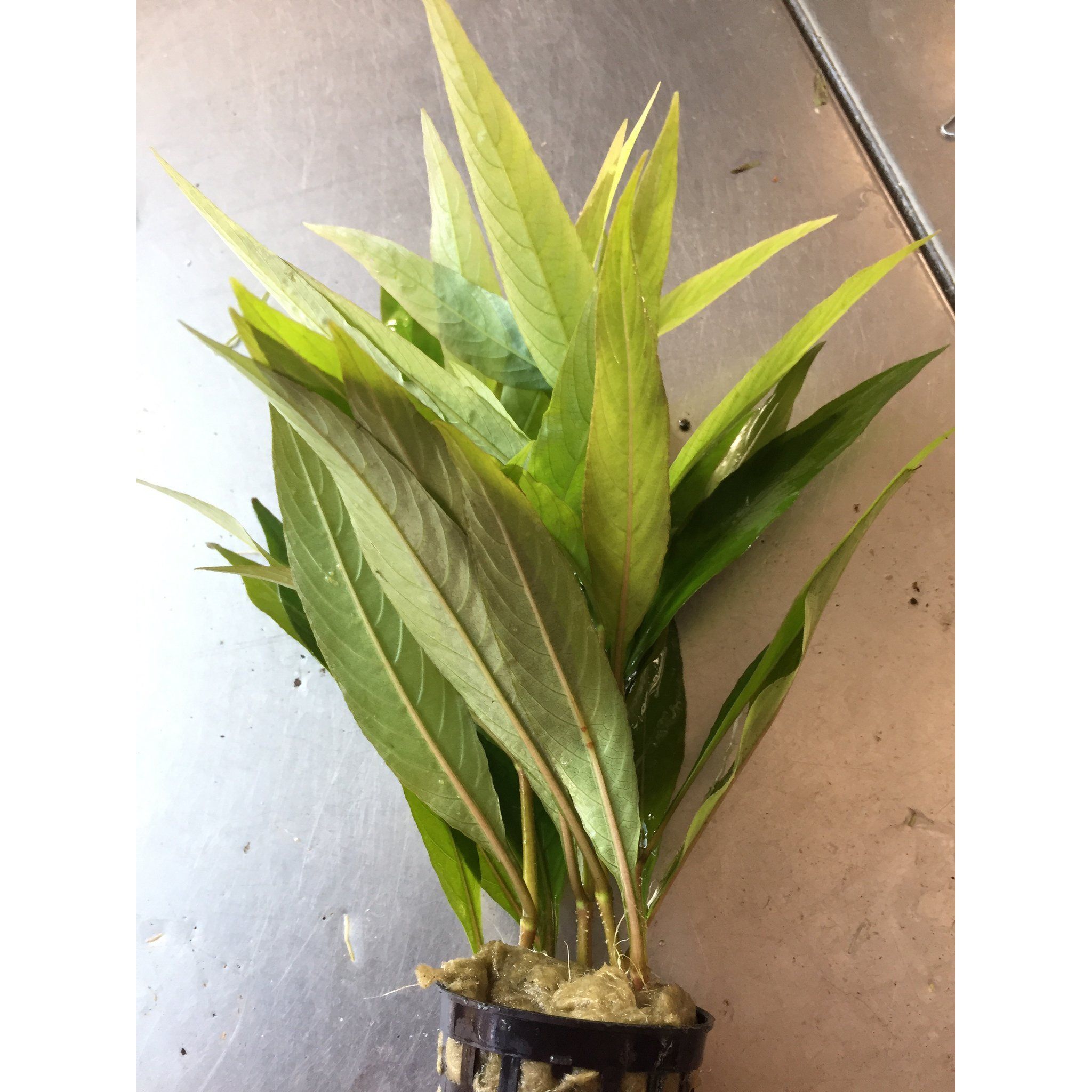 Hygrophila Siamensis