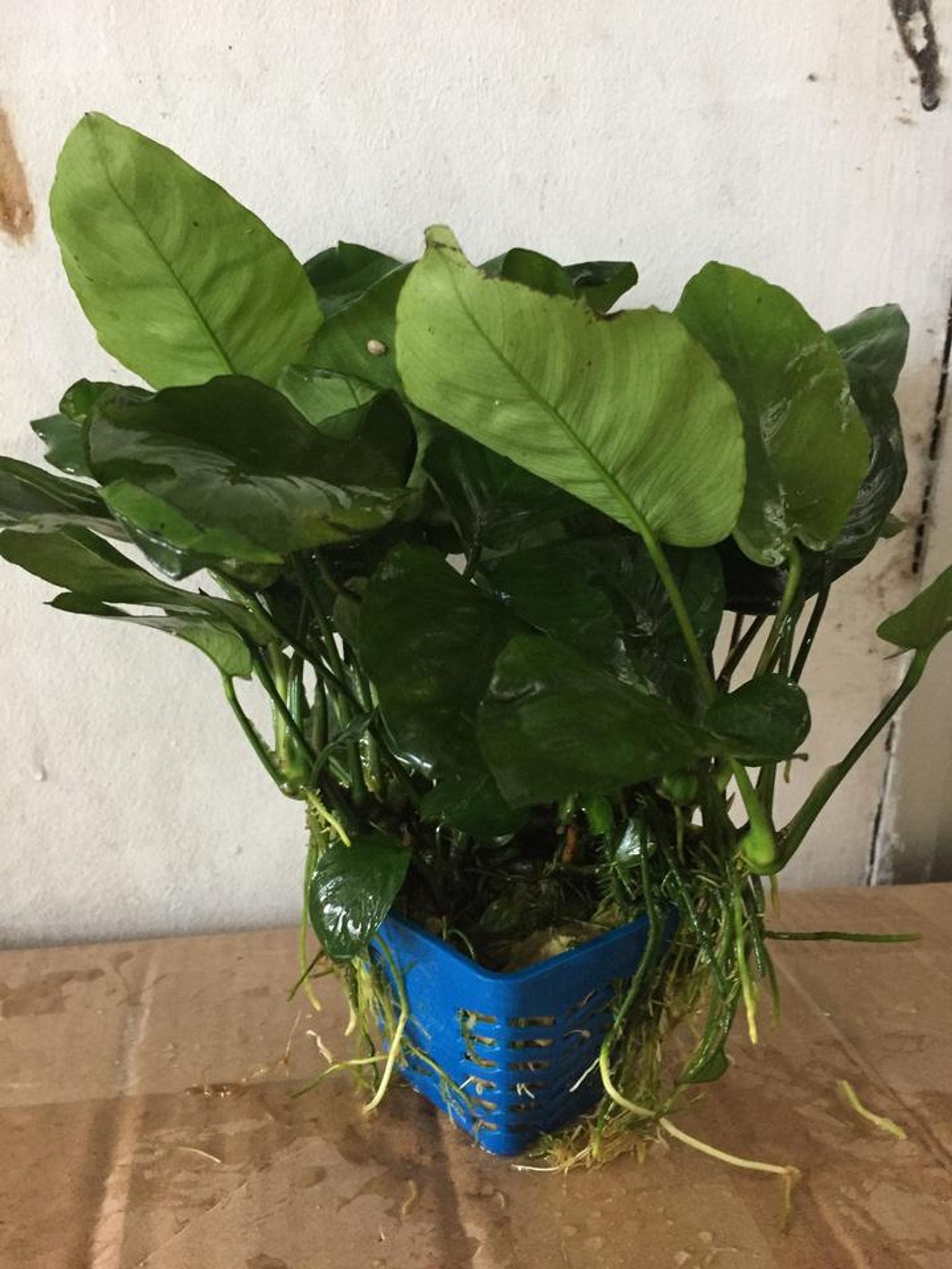 Anubias Barteri (Pots)
