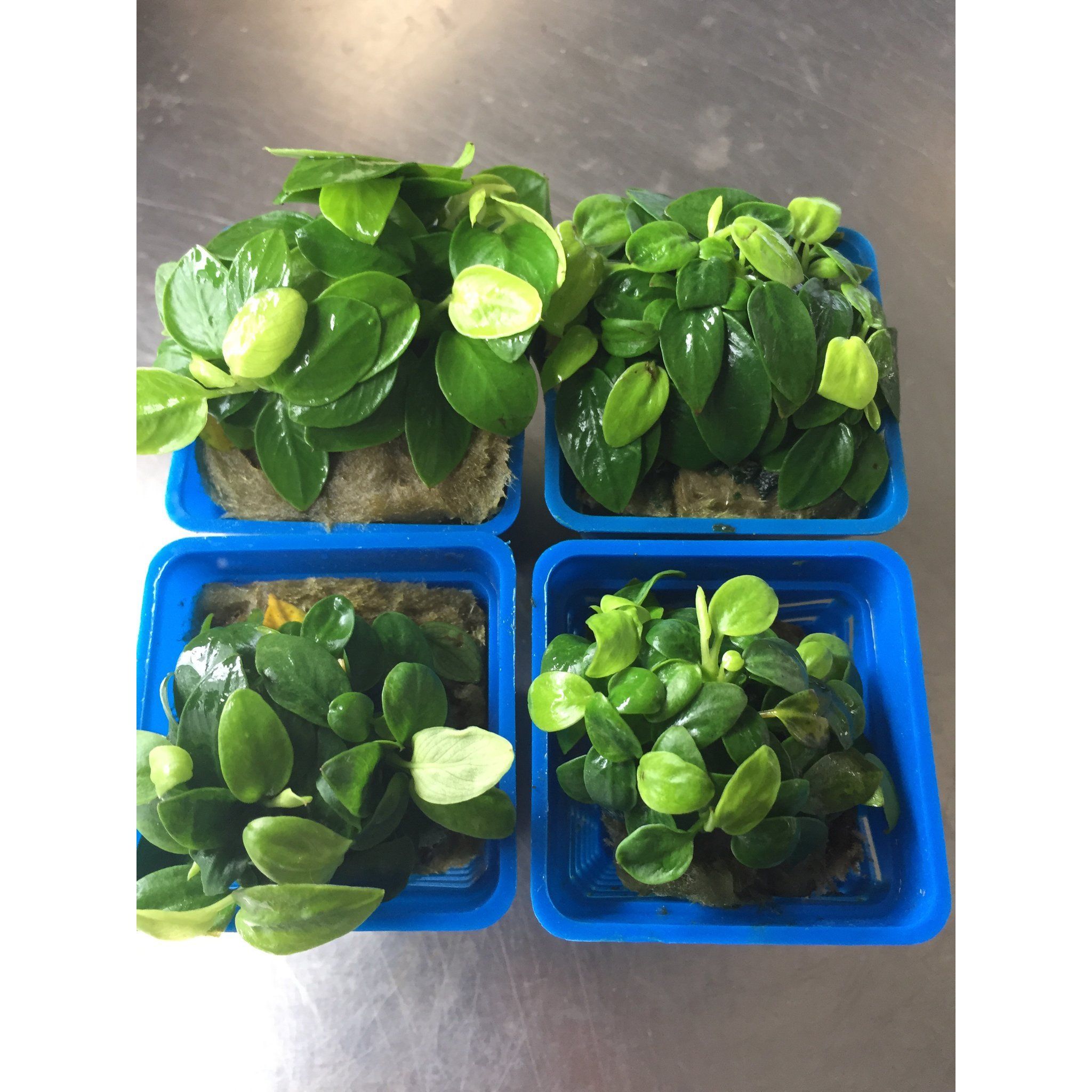 Anubias Mini Golden Nana (pots)