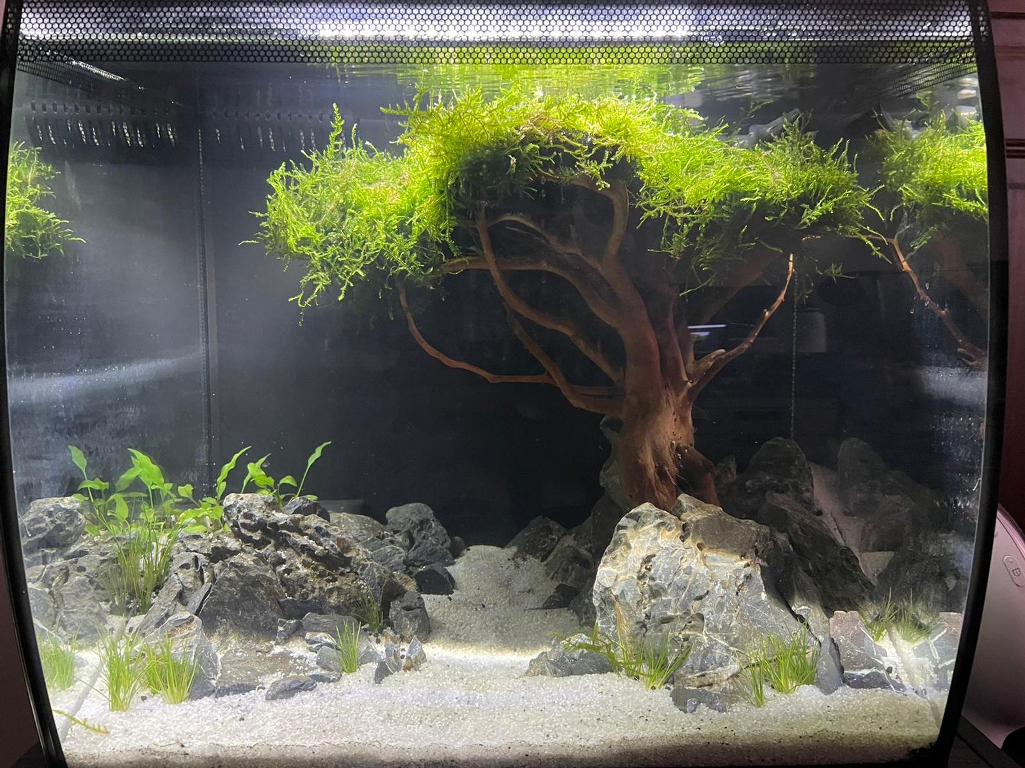 Moss Tree For Aquascape