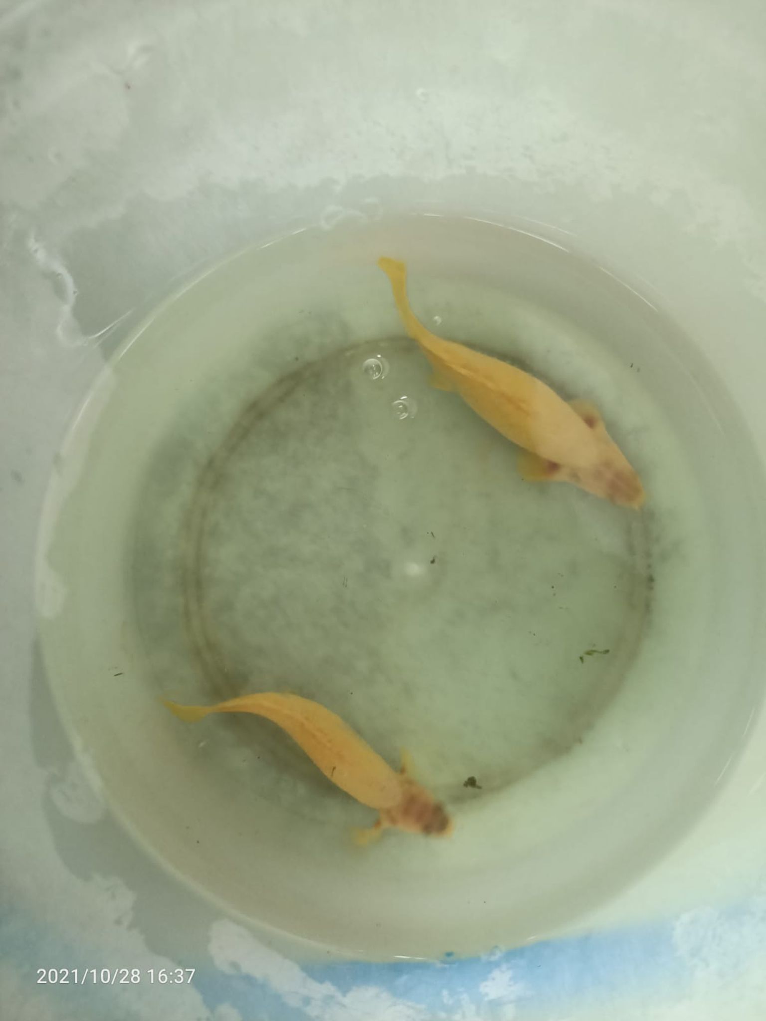 Polypterus Senegalus Albino Short Body ( SF-2630 )