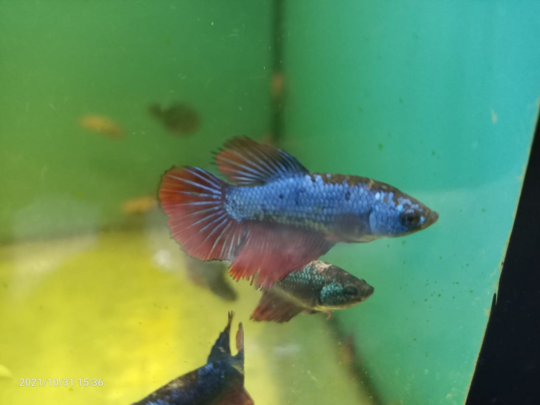 Assorted Female Betta ( BT-0203 )