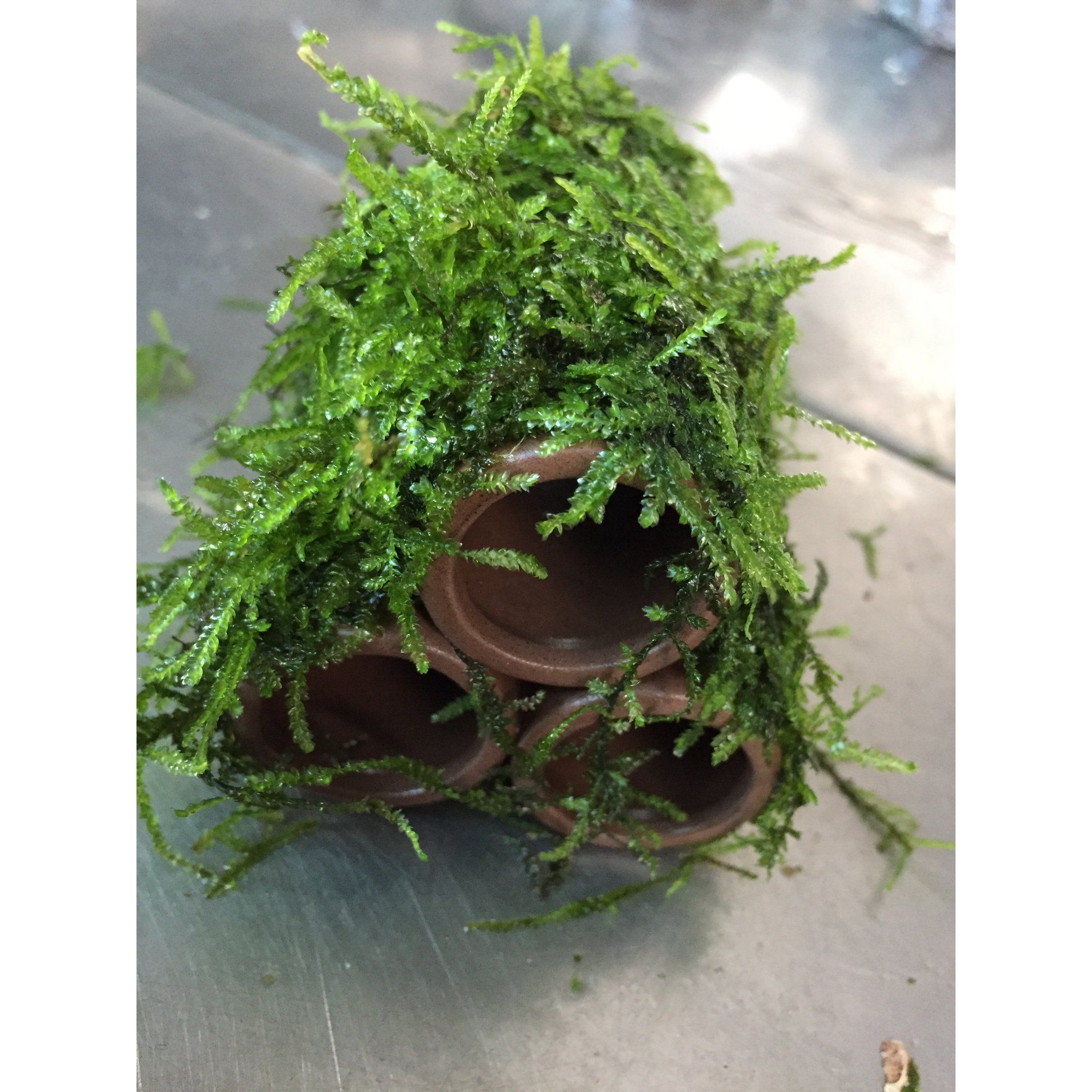 Moss on Ceramic (3 holes)