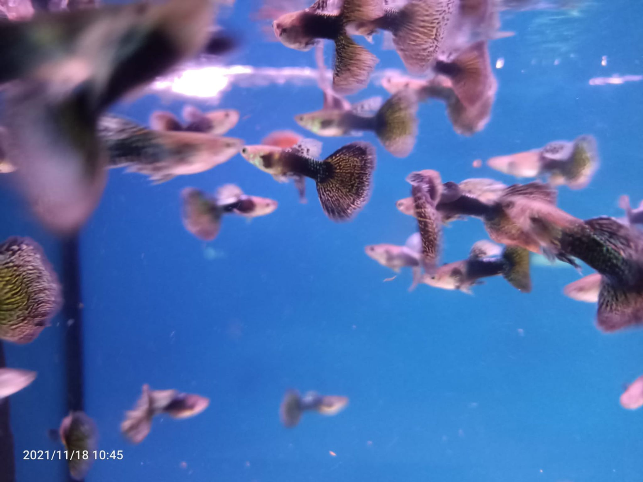 Assorted Guppy Male { Special } ( GP-0003 )