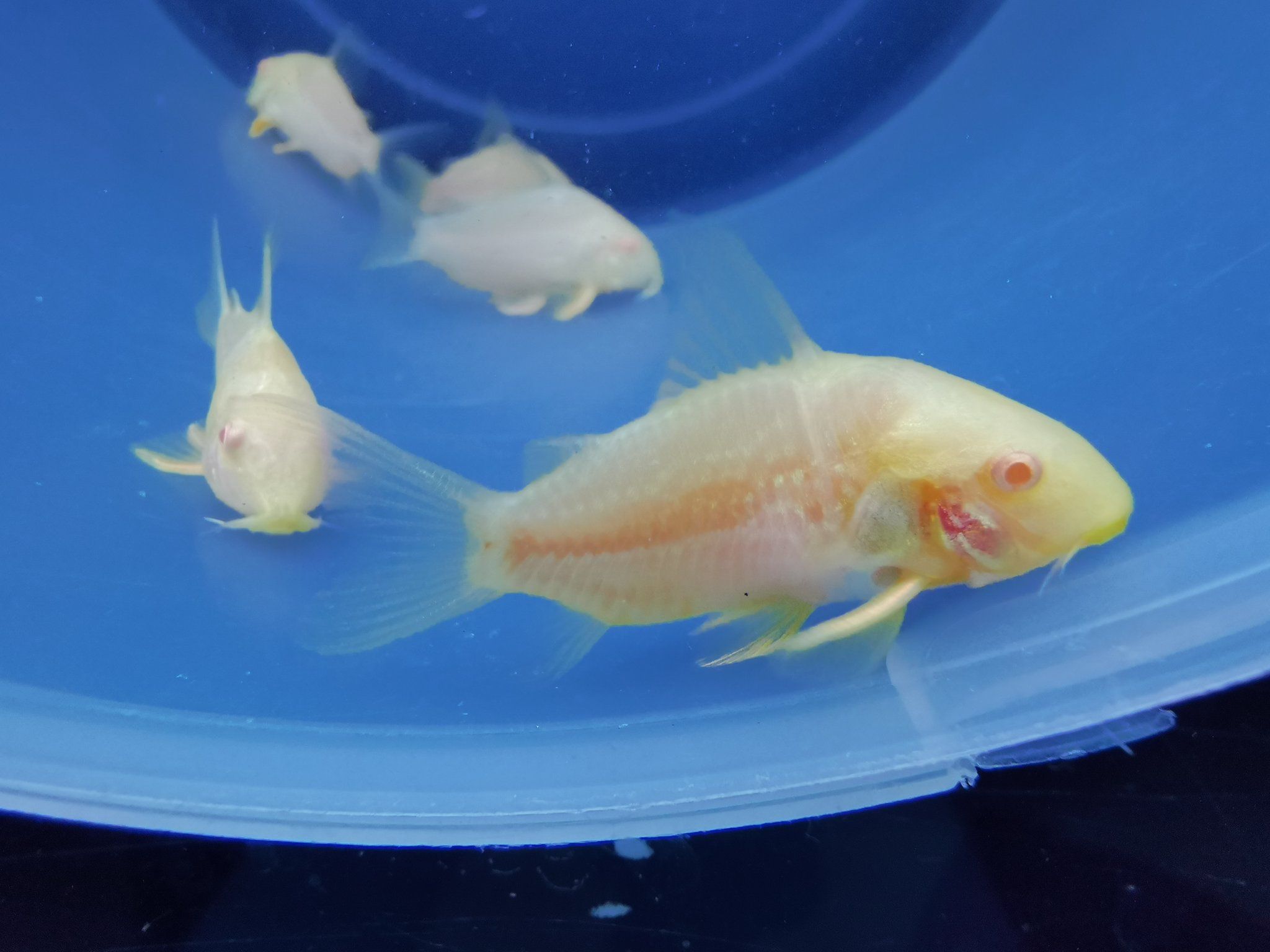 Corydoras Albino Sterbai 3cm