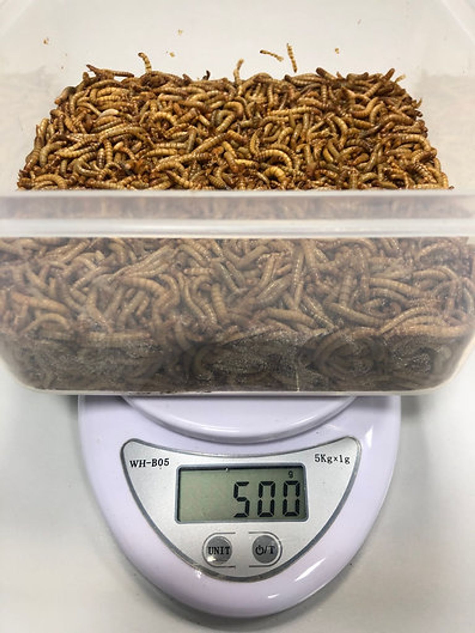 Calcium+ Mealworms