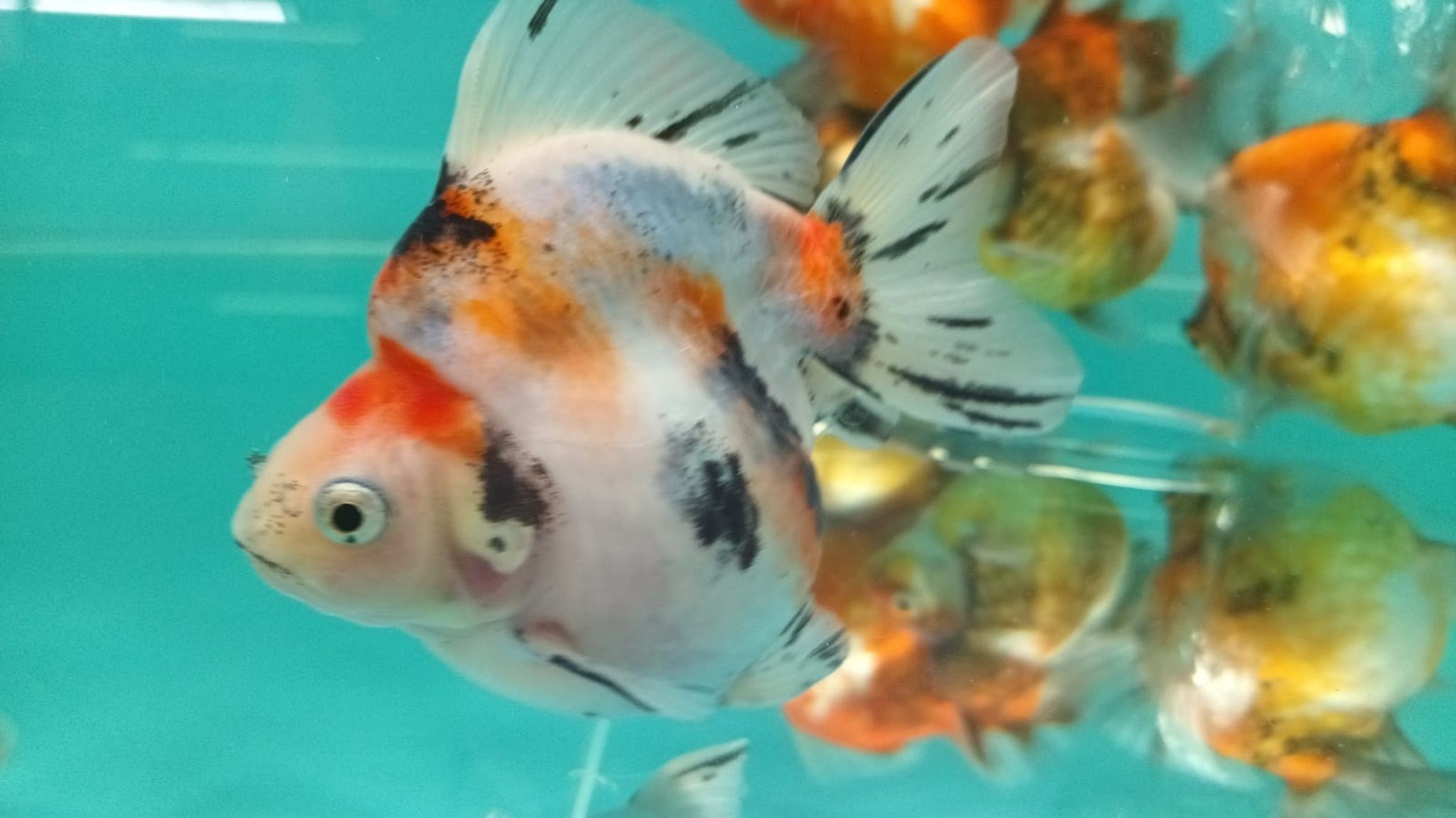 Calico Short Tail Ryukin Goldfish GG-2047