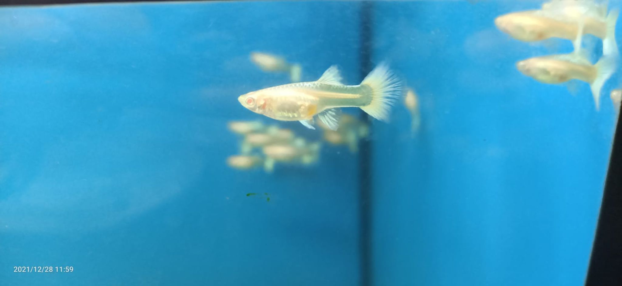 Albino Platinum Guppy