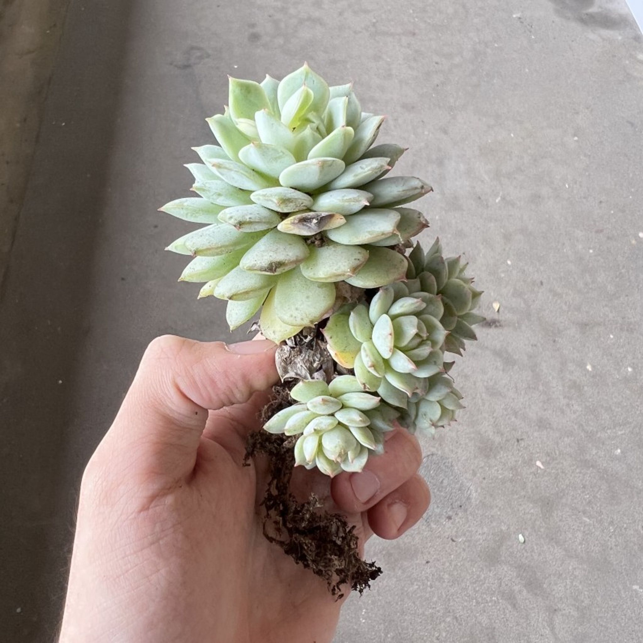 Assorted Bareroot Succulents