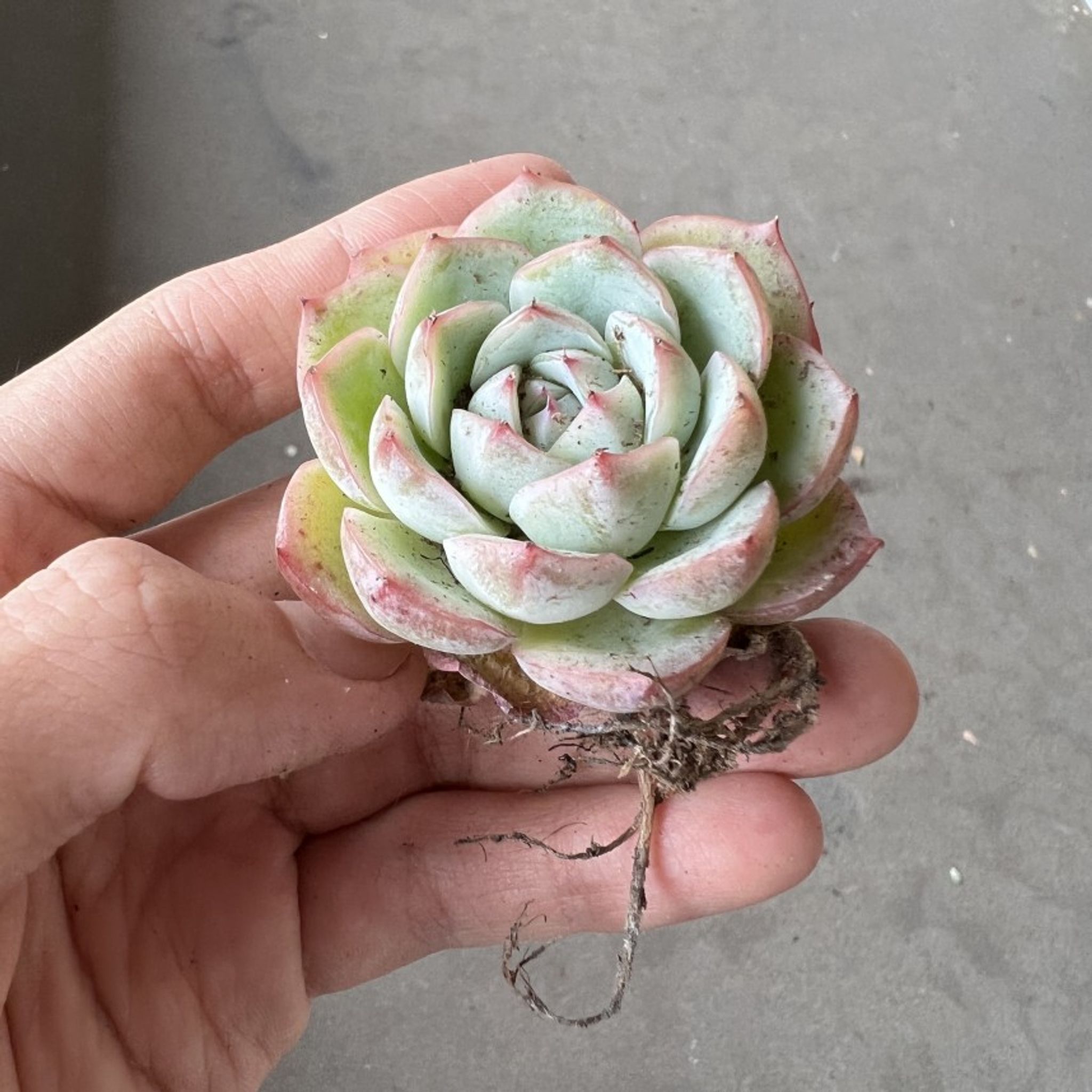 Assorted Succulents (3 random pieces)