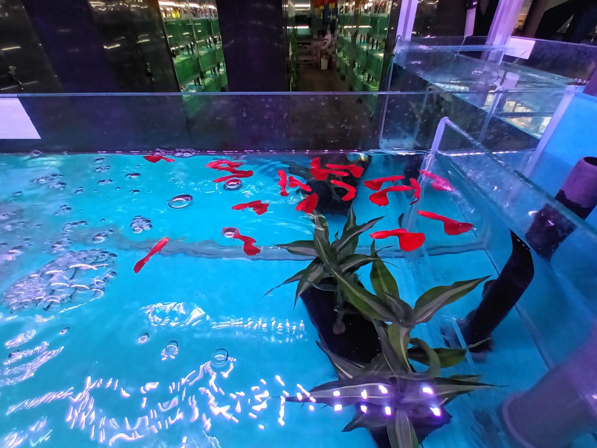 Full Red Guppy ( GP-5103 ）