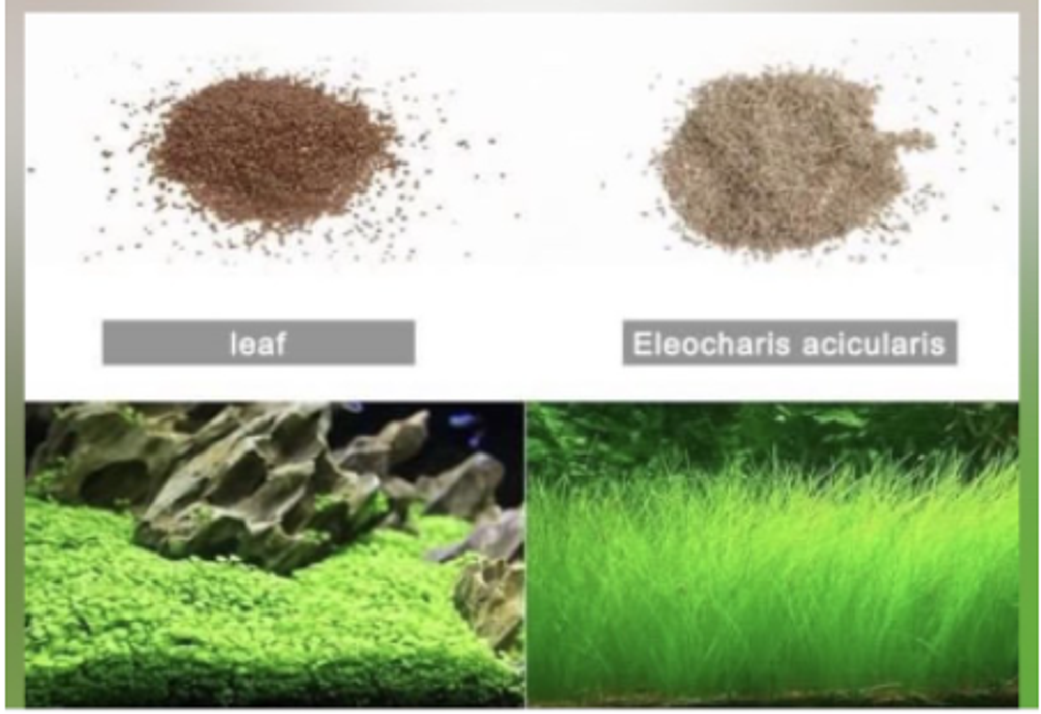Aquarium plant seed