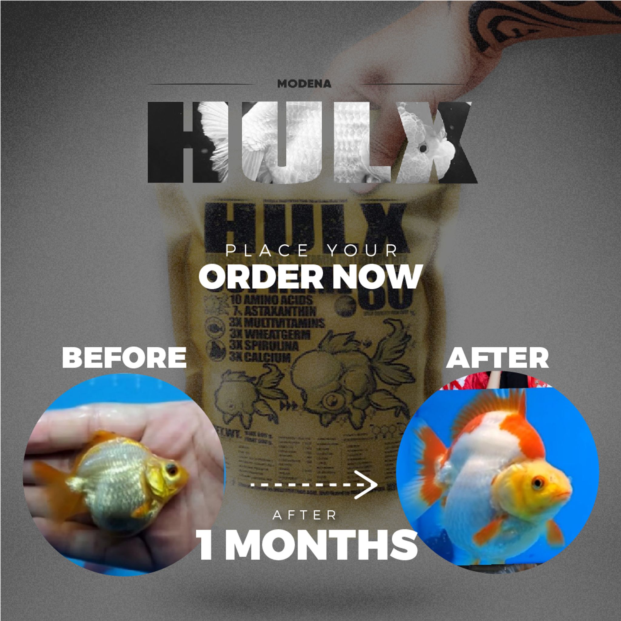 HULX GOLD Goldfish Food For Muscle & Mass Gain, Mussel & Whey & Vitamin Nutrition Mix + Conceive Block, Supreme 60