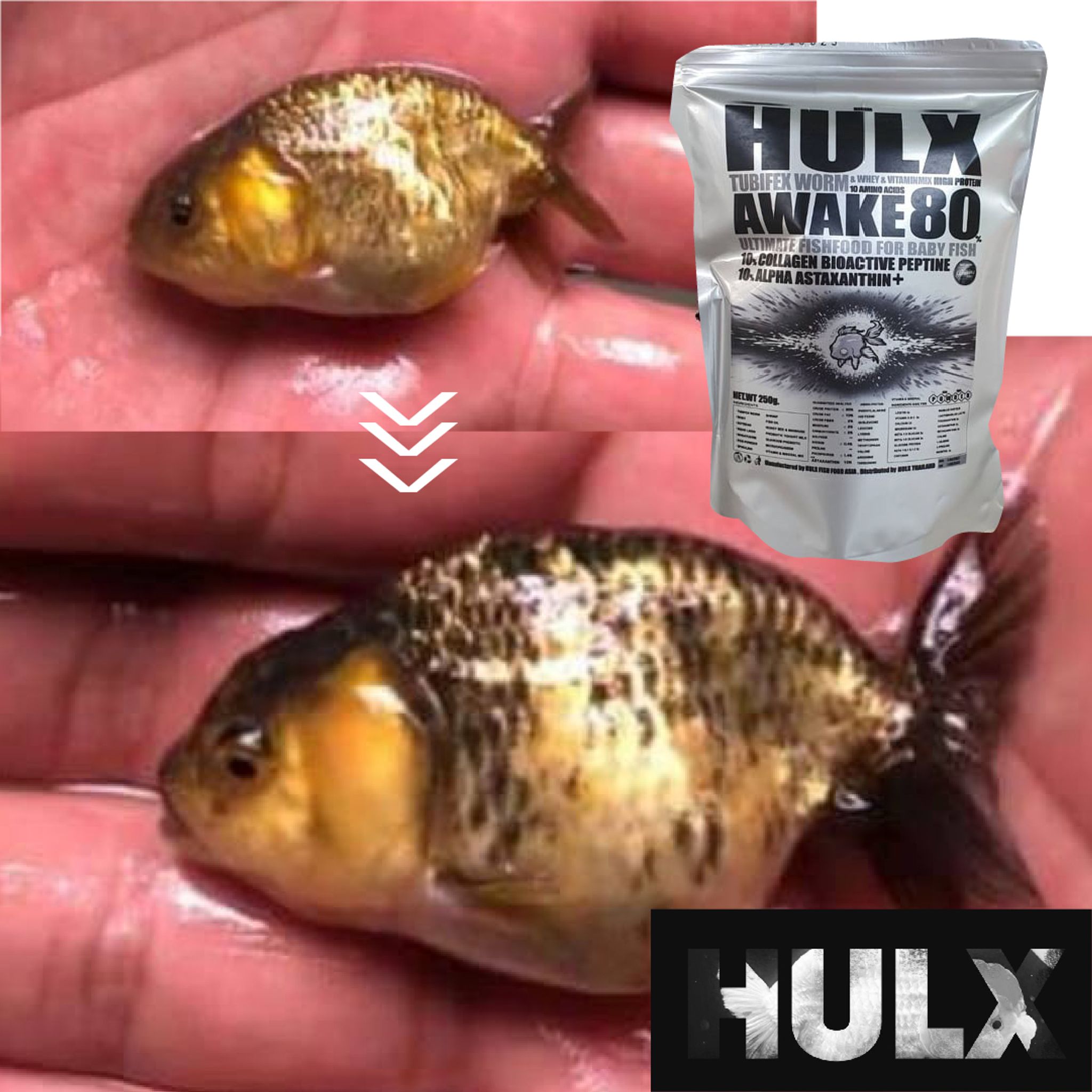 HULX SILVER Goldfish Food Tubifex Worm & Whey & Vitamin Mix High Protein 10 Amino Acid Awake 80 Ultimate Fish Food