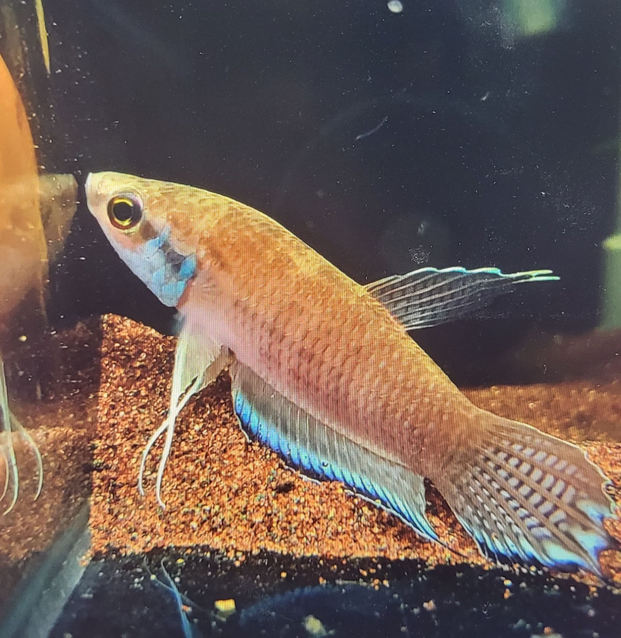 Betta Enisae