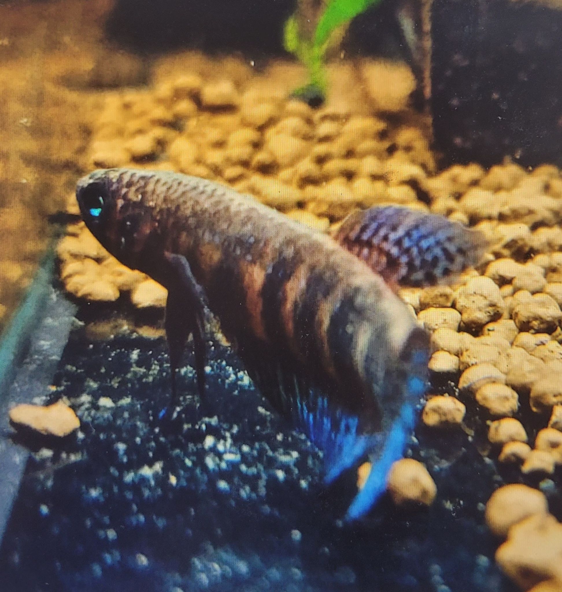 Betta Hendra