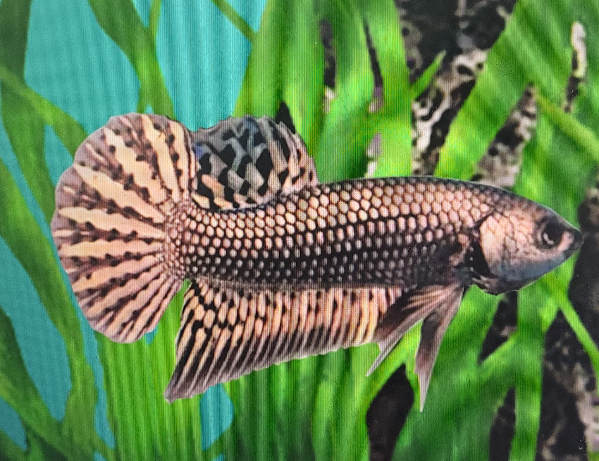 Betta Mahachaiensis