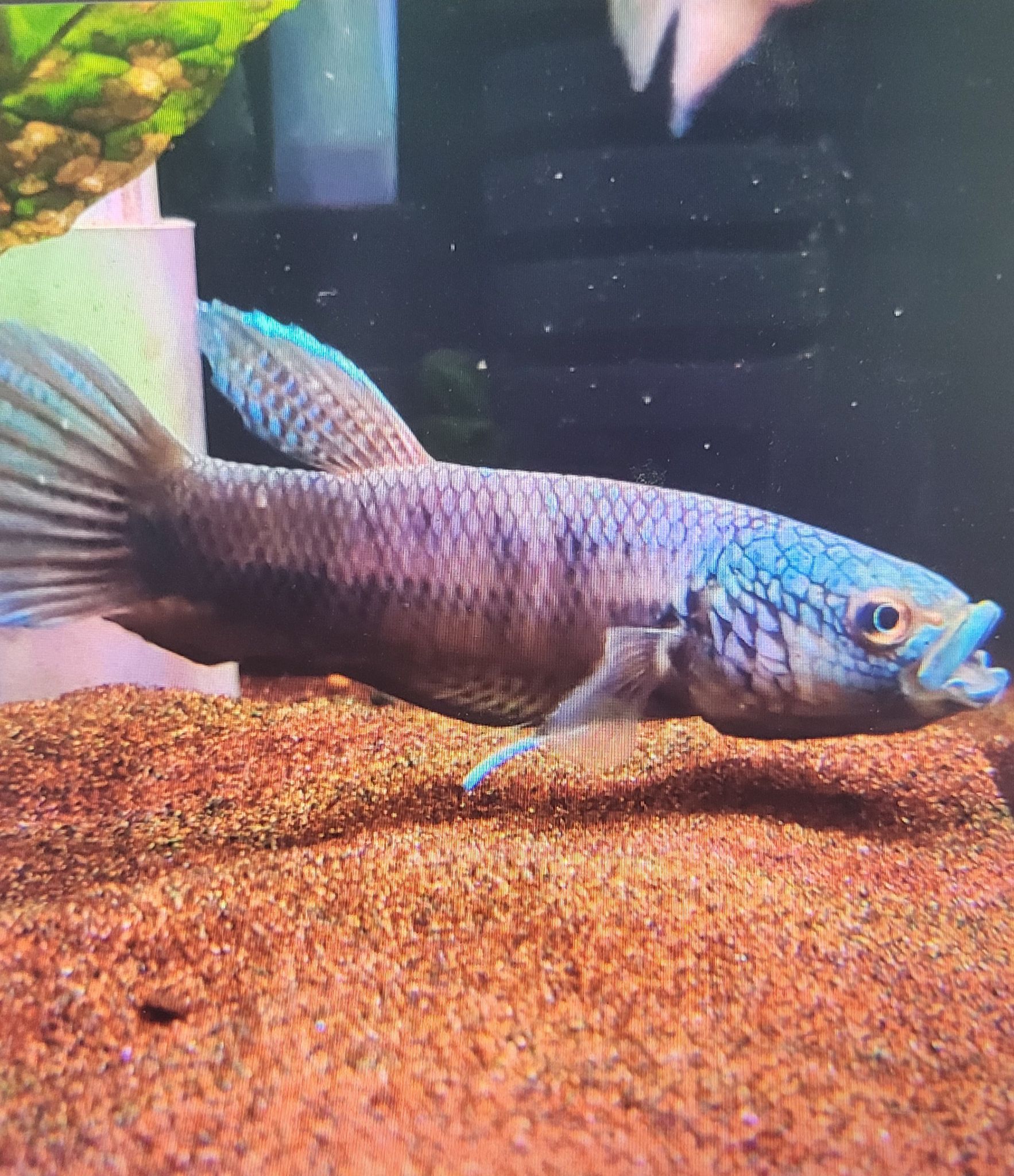 Betta sp. Antuta