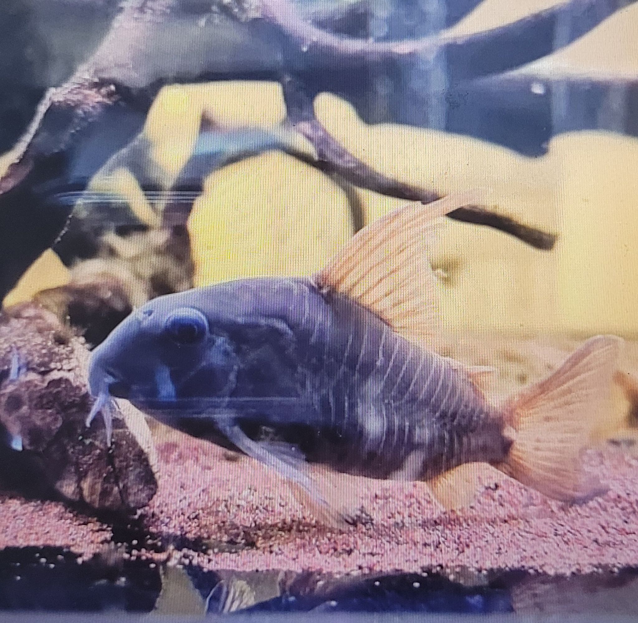 Corydoras Concolour