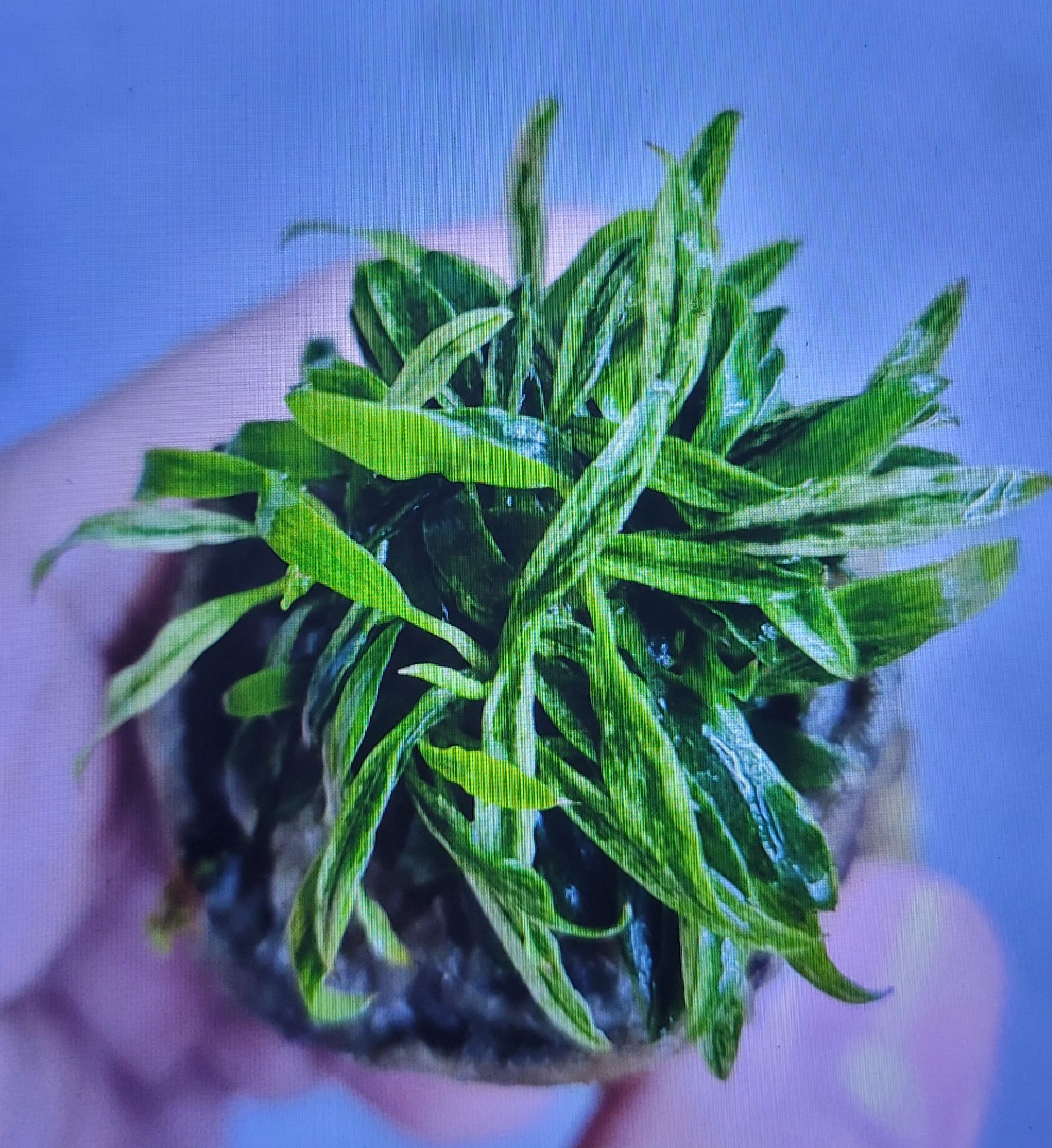 Anubias Barteri var. Glabra Variegated