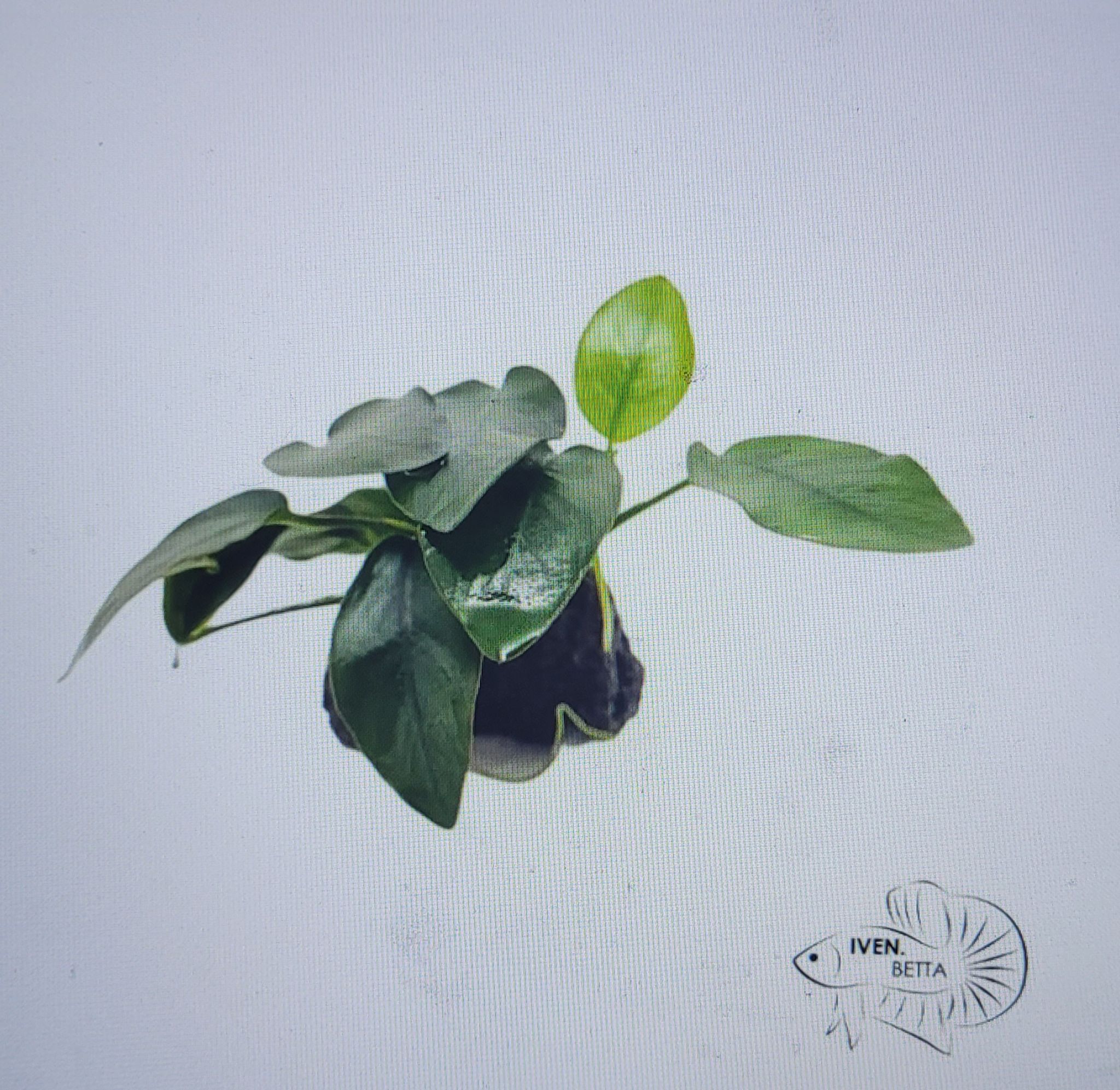 Anubias Barteri var. Mini Nana - Rock