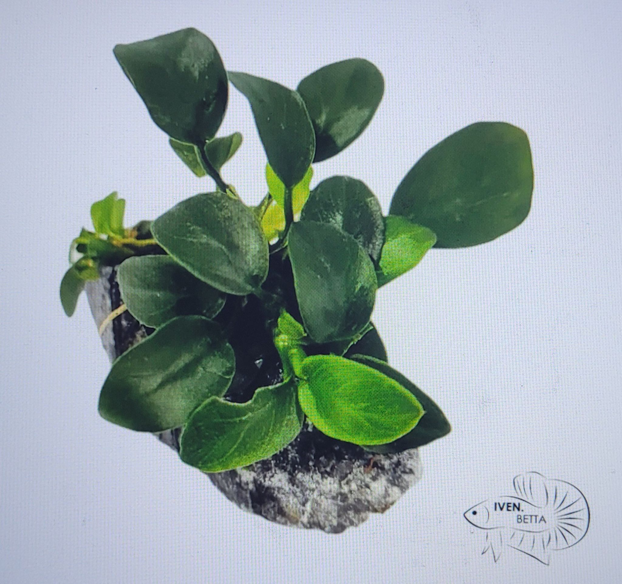 Anubias Barteri var. Petite Nana
