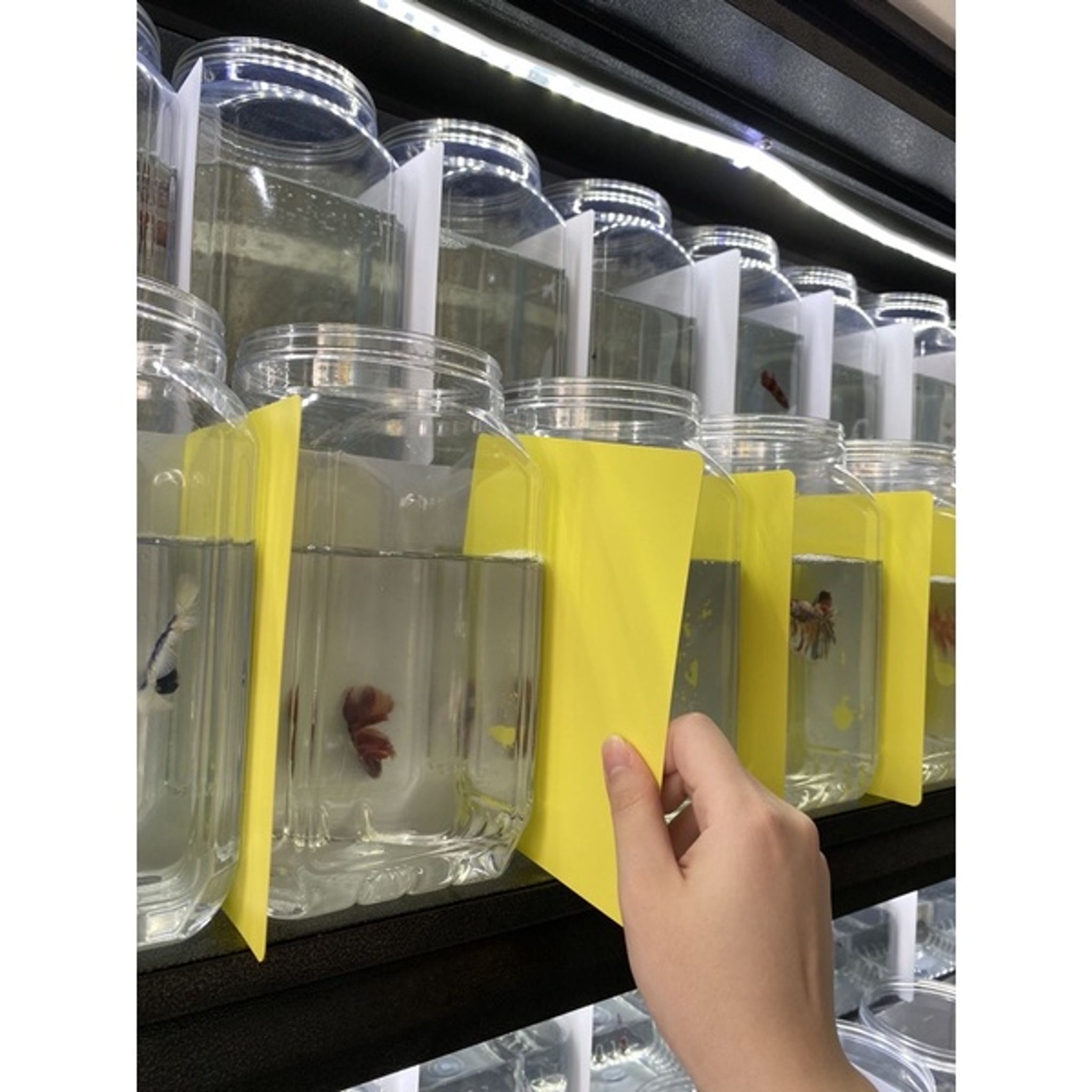 Betta Tank Divider (10pcs)