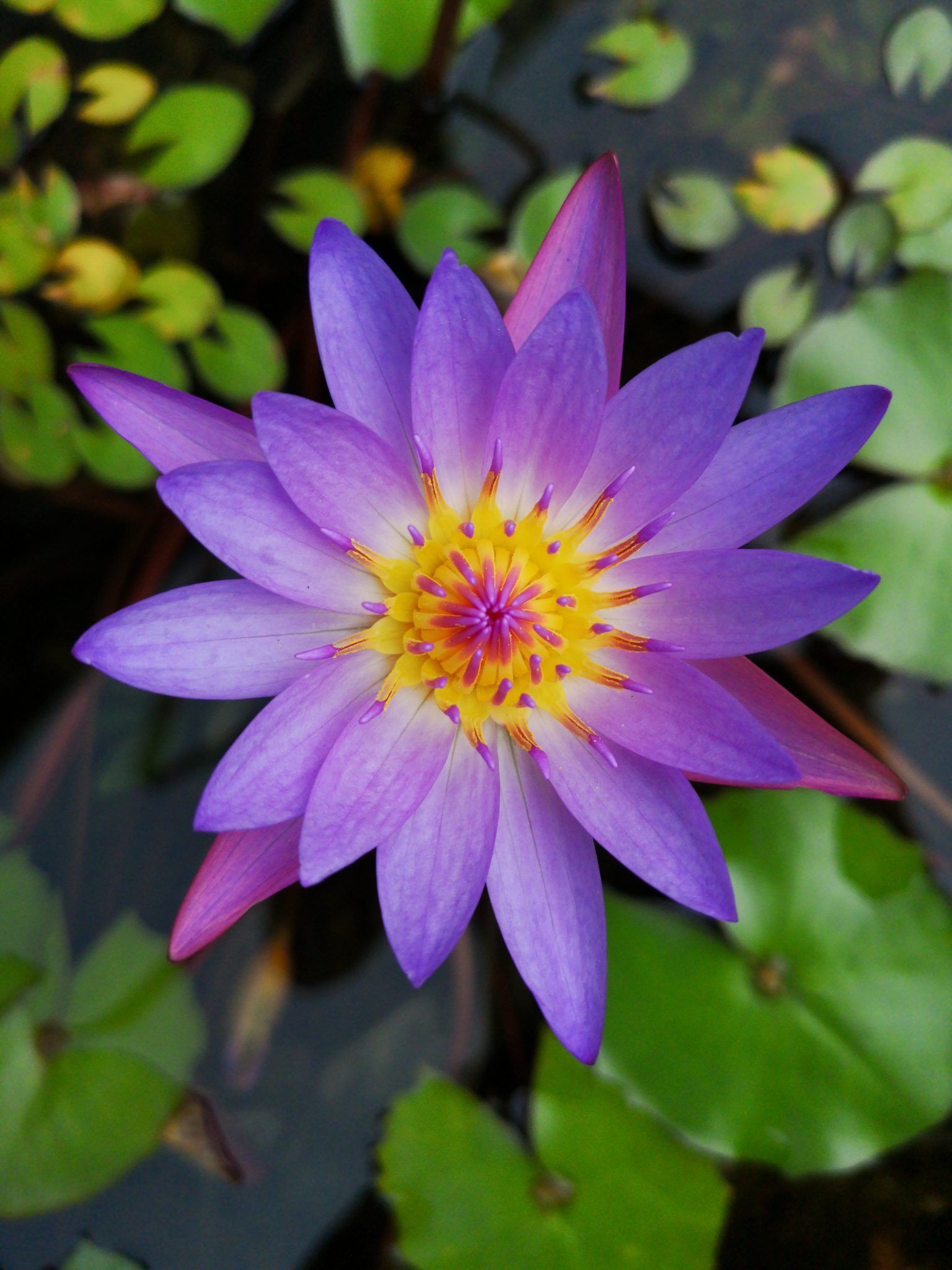 Water Lily