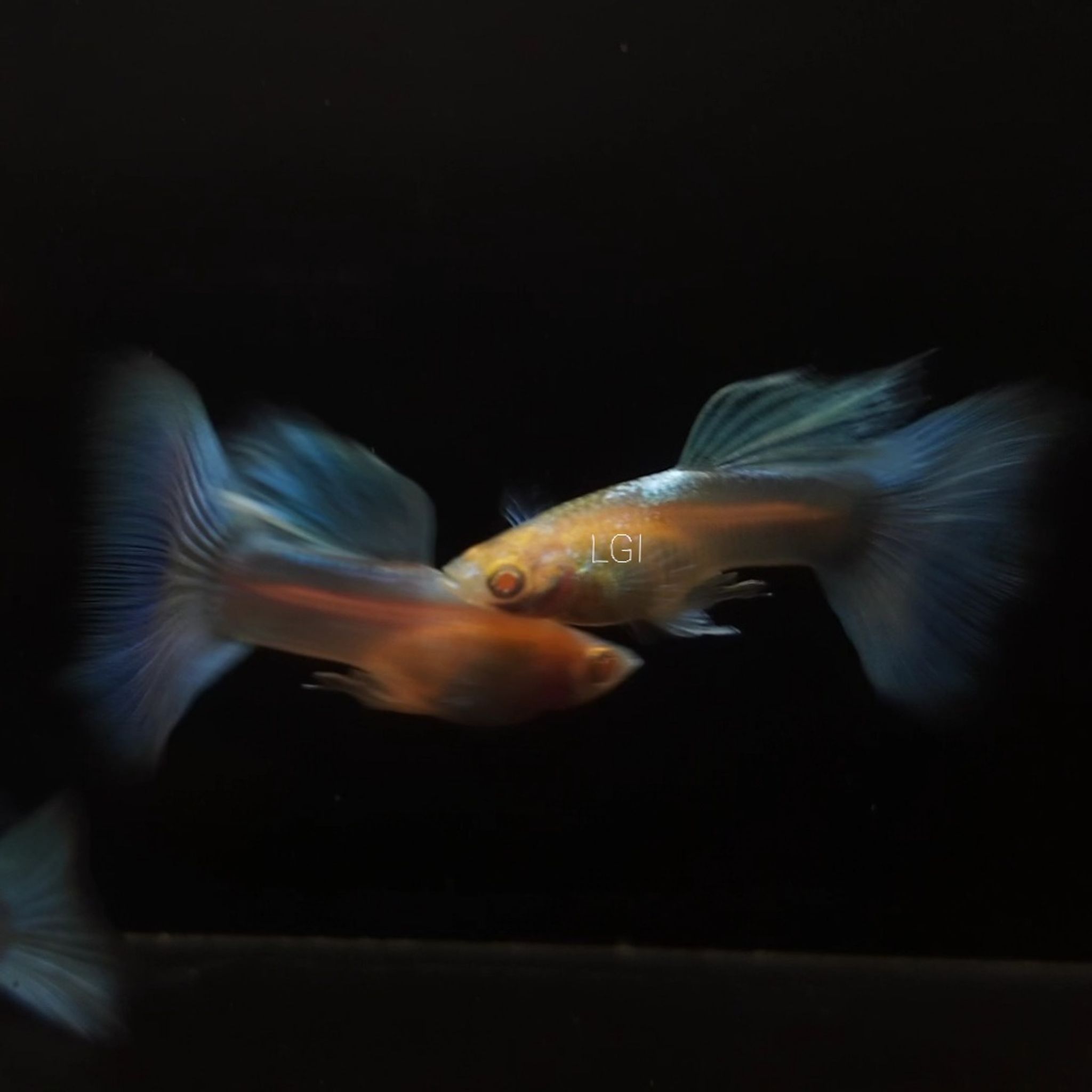Guppy Sky Blue