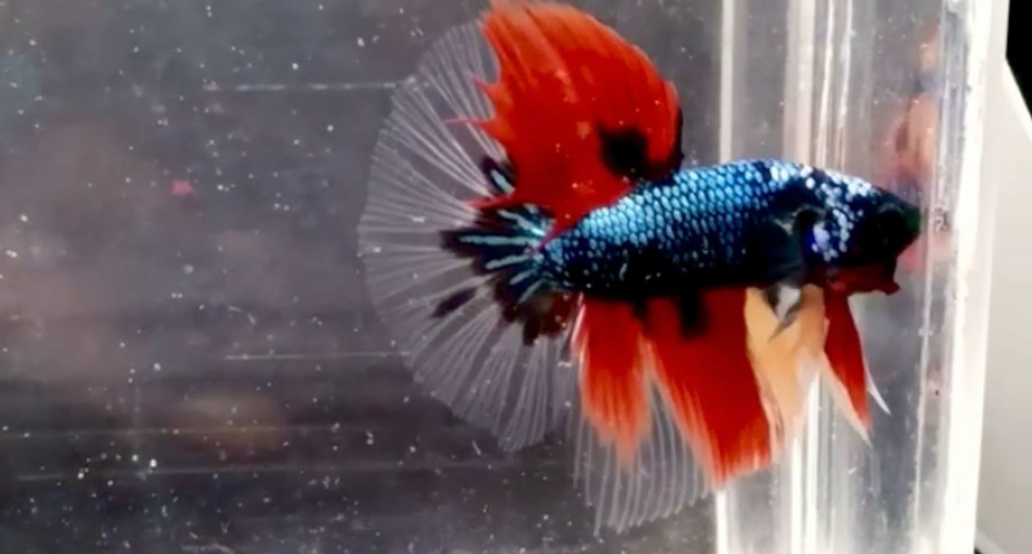 Halfmoon black Nemo Cooper